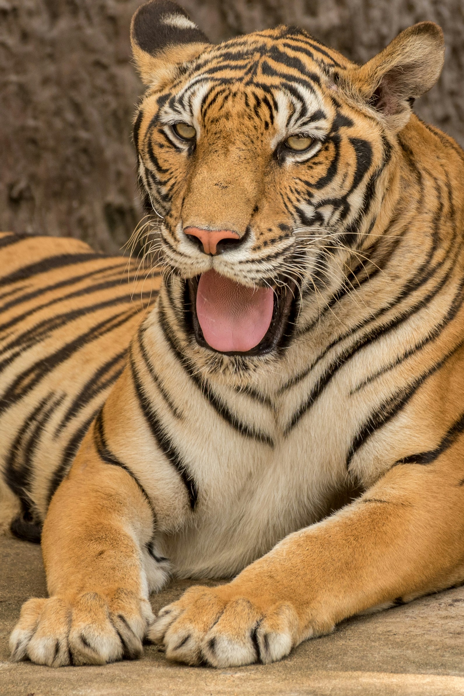 Resting Tiger