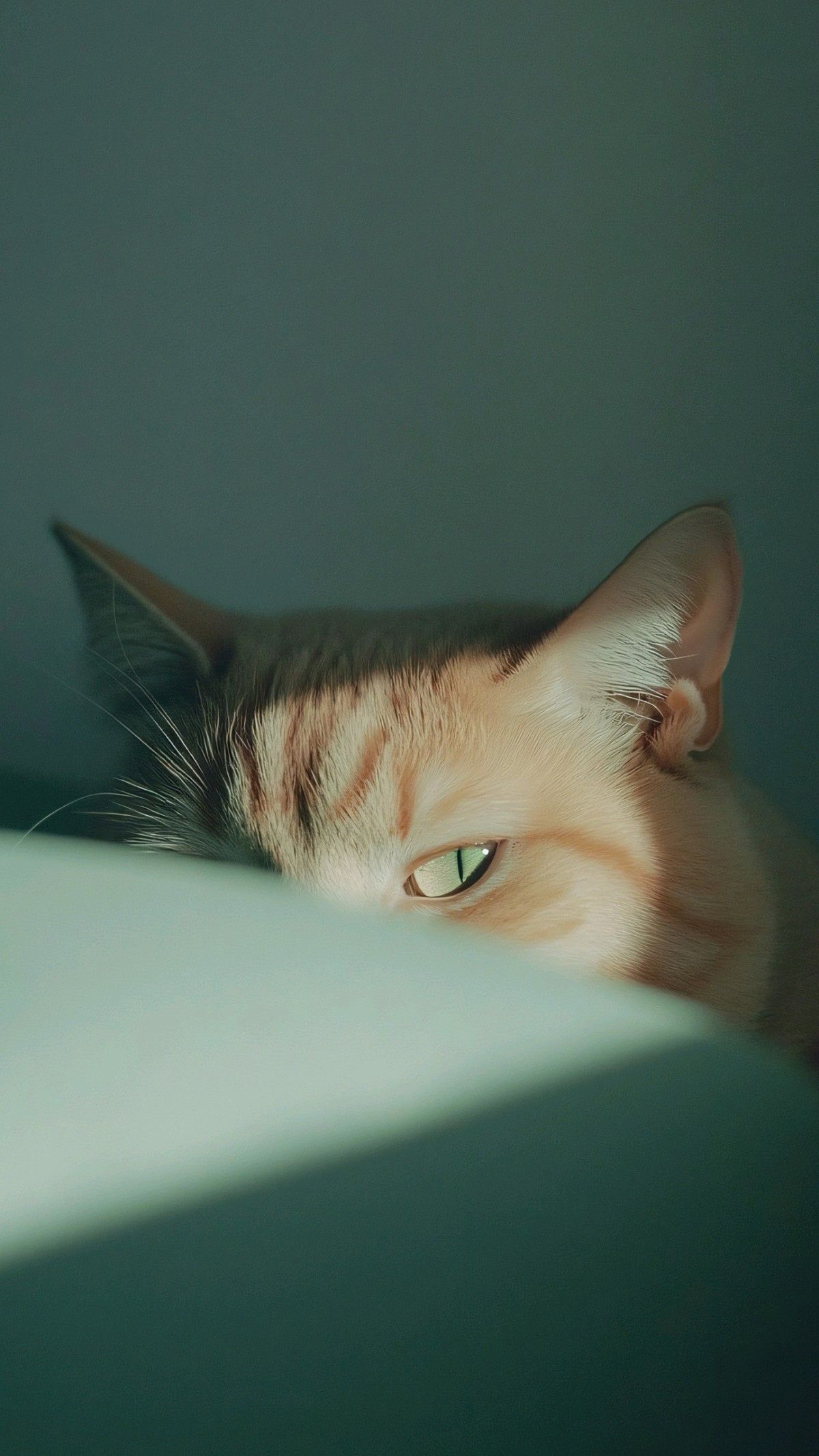 Peeking Tabby Cat Close Up