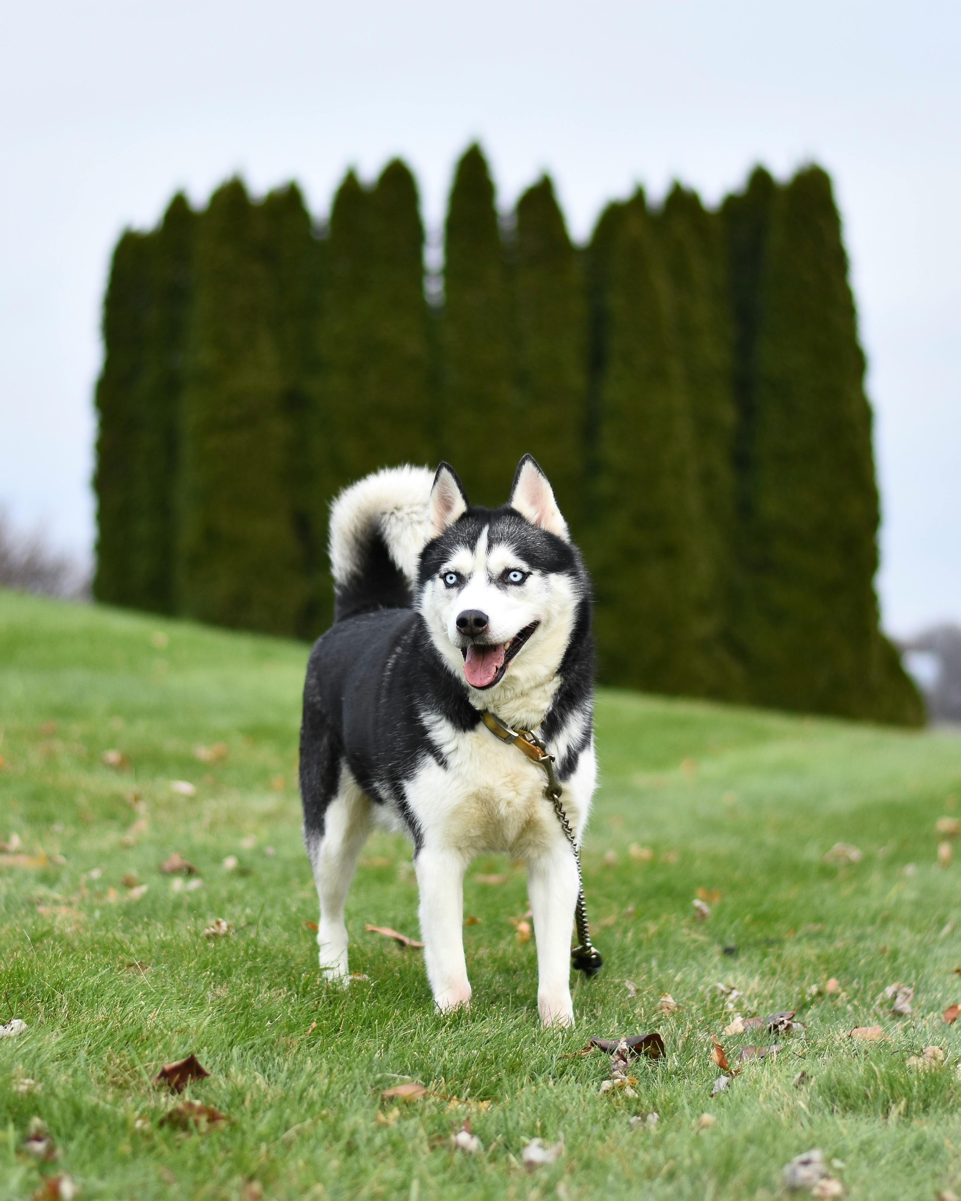 Black and White Husky on Green Lawn