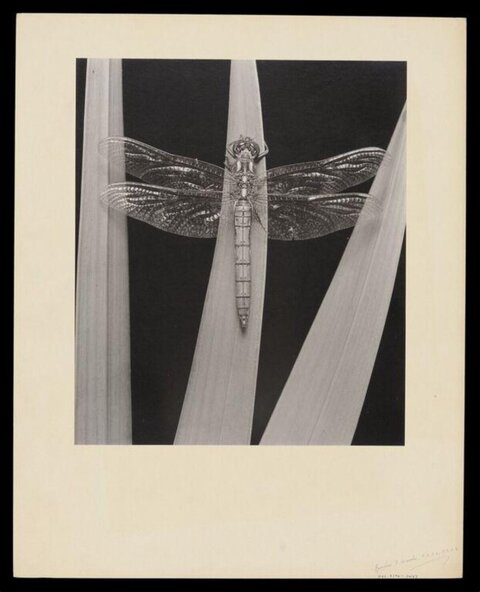 Monochrome Dragonfly on Reeds