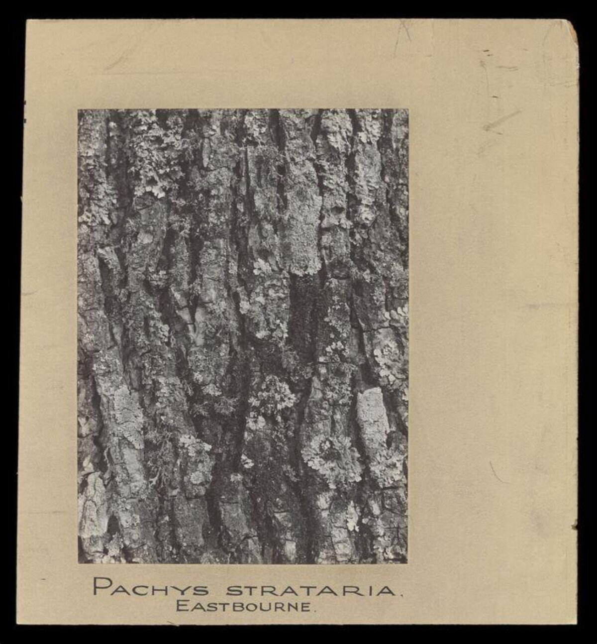 Pachys Strataria on Tree Bark