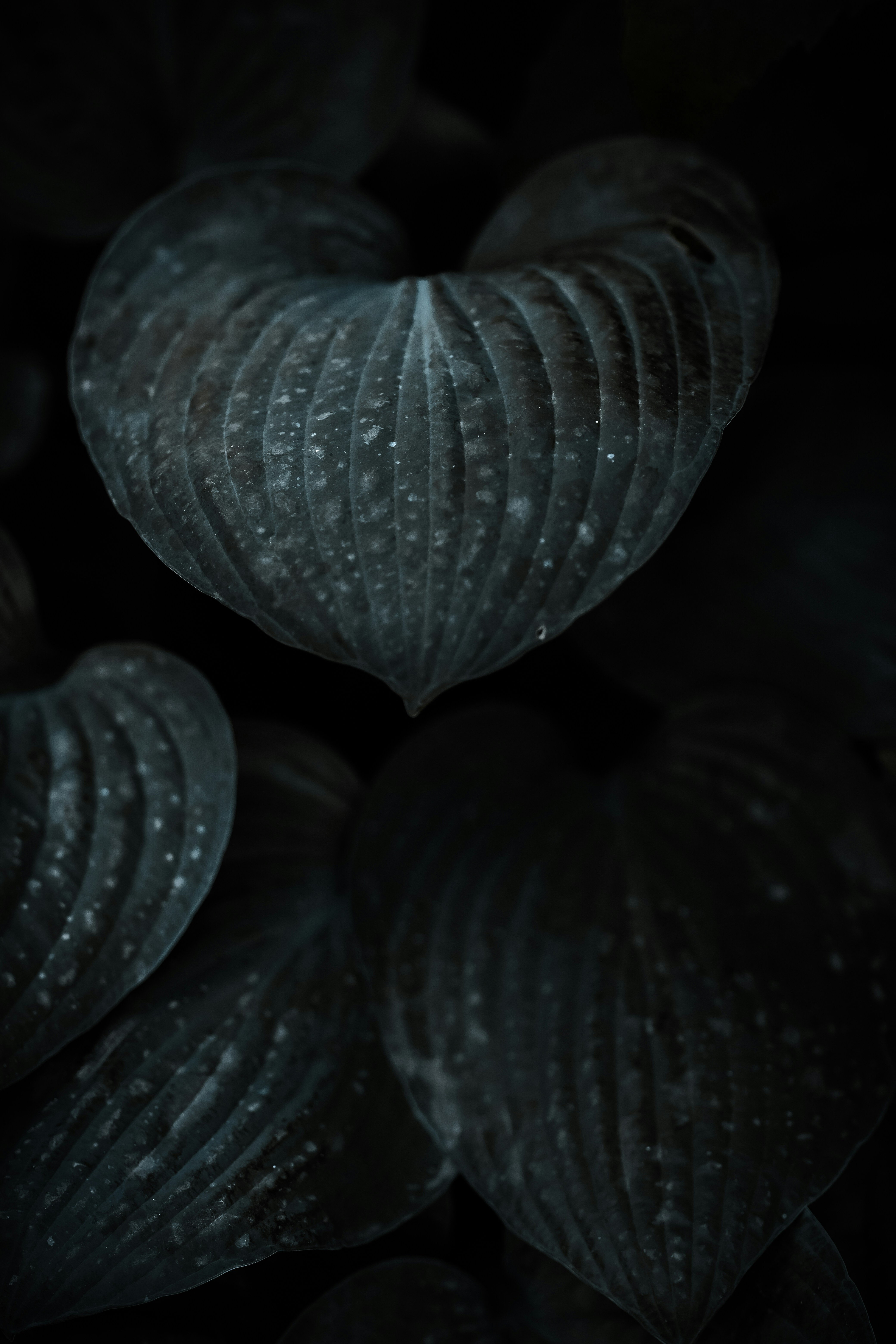 Dark Heart-shaped Hosta Leaves