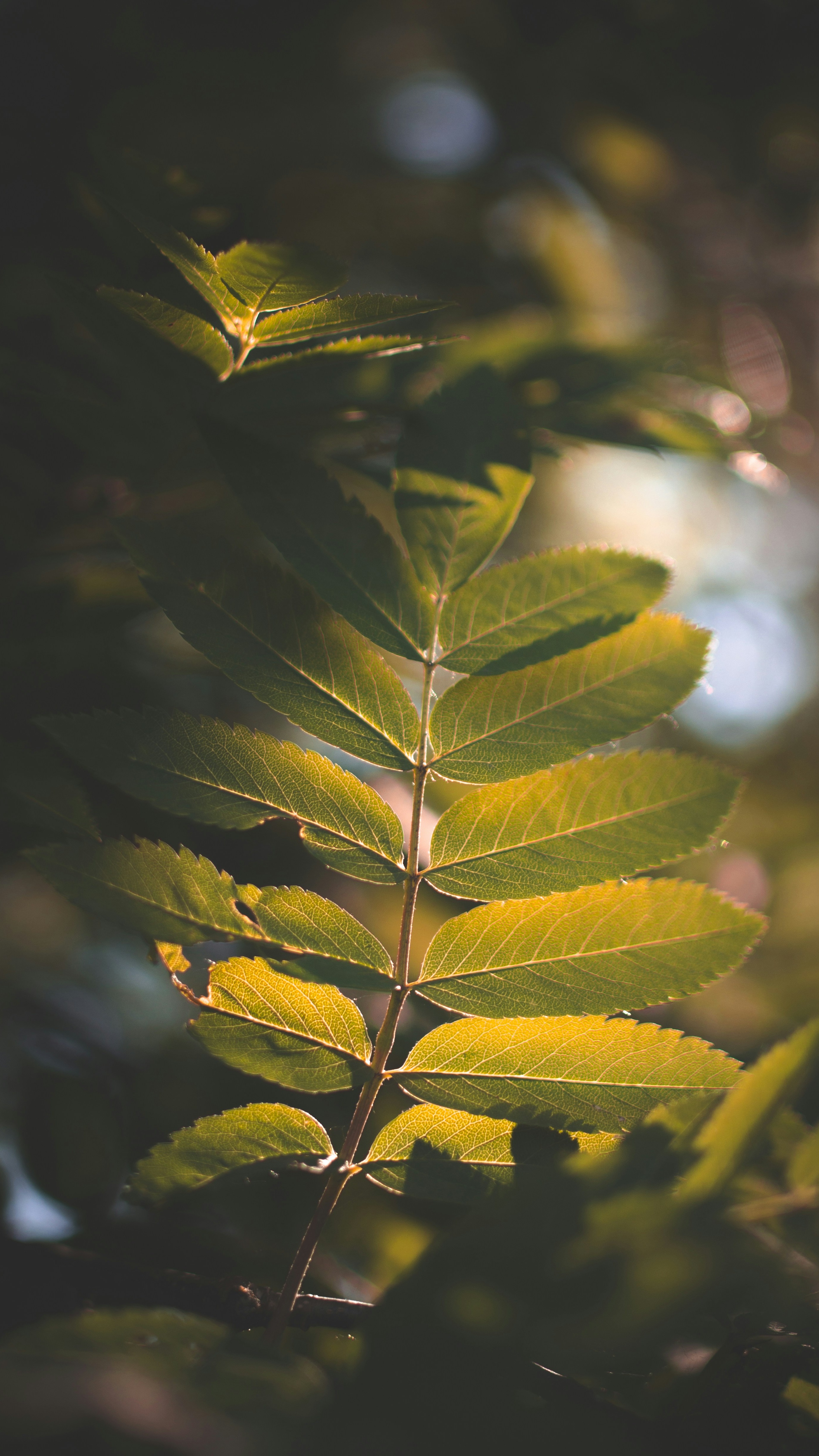 Backlit Compound Tree Leaves