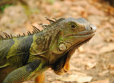 Close Up of Green Iguana