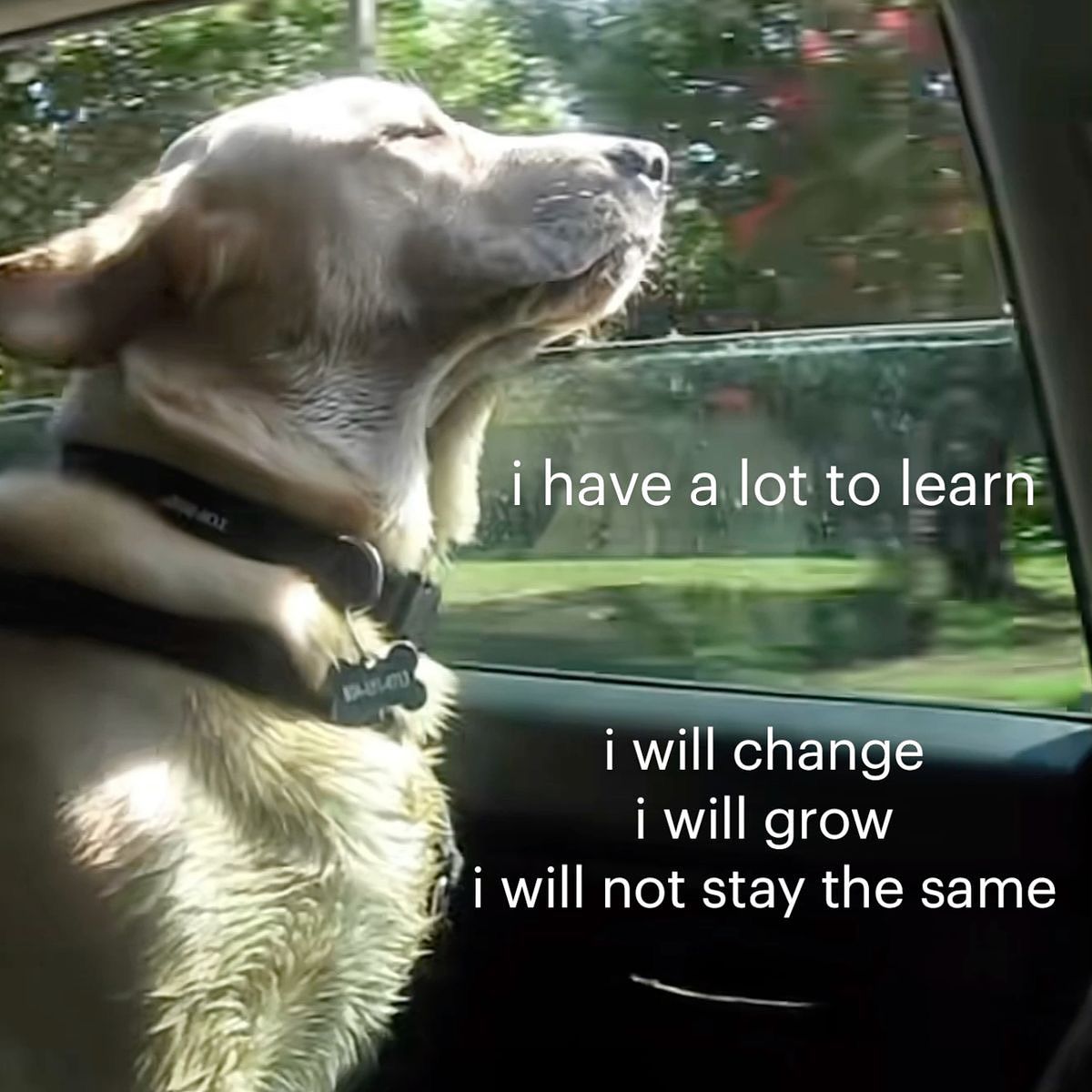 Image 42265 — Pets