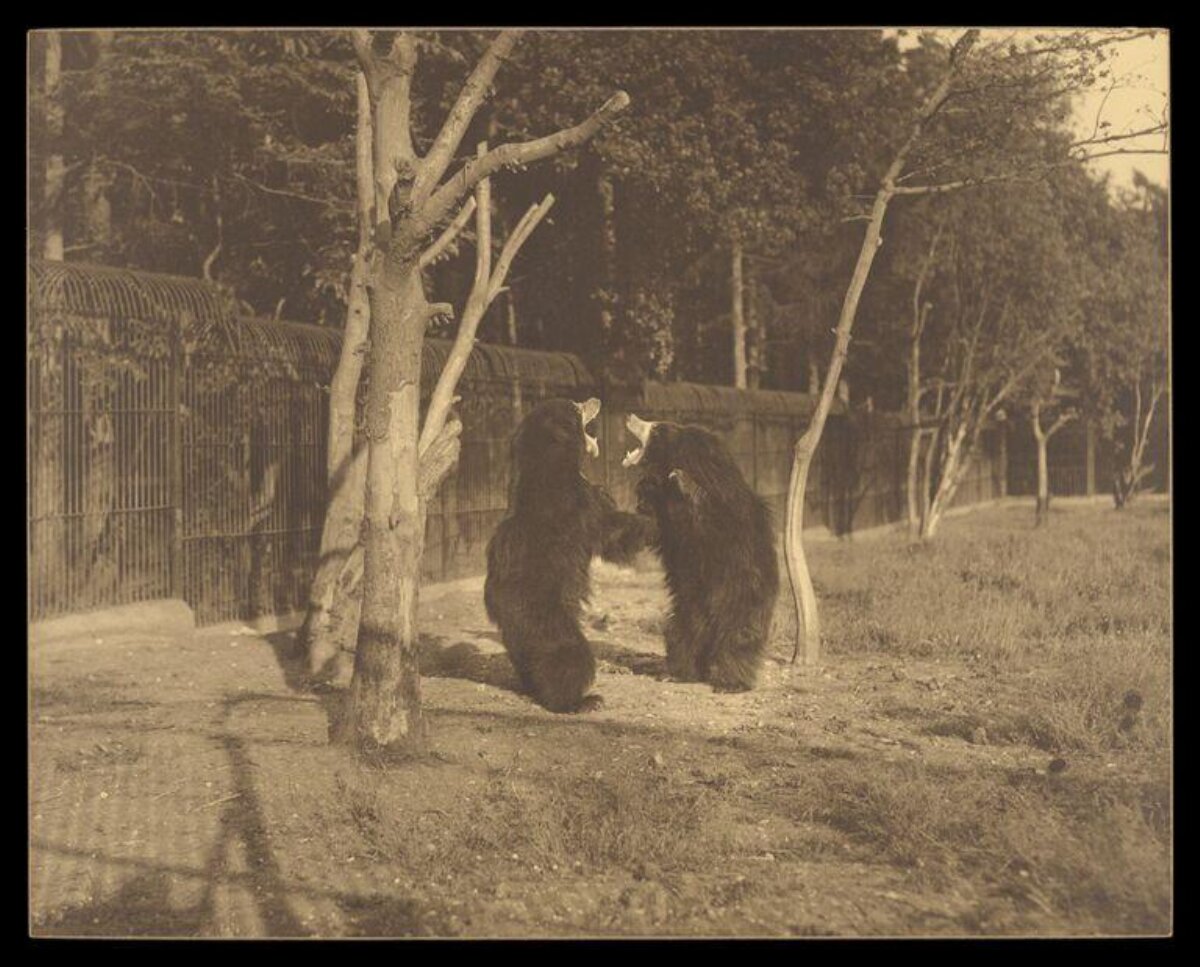 Two Bears Fighting in Zoo Enclosure