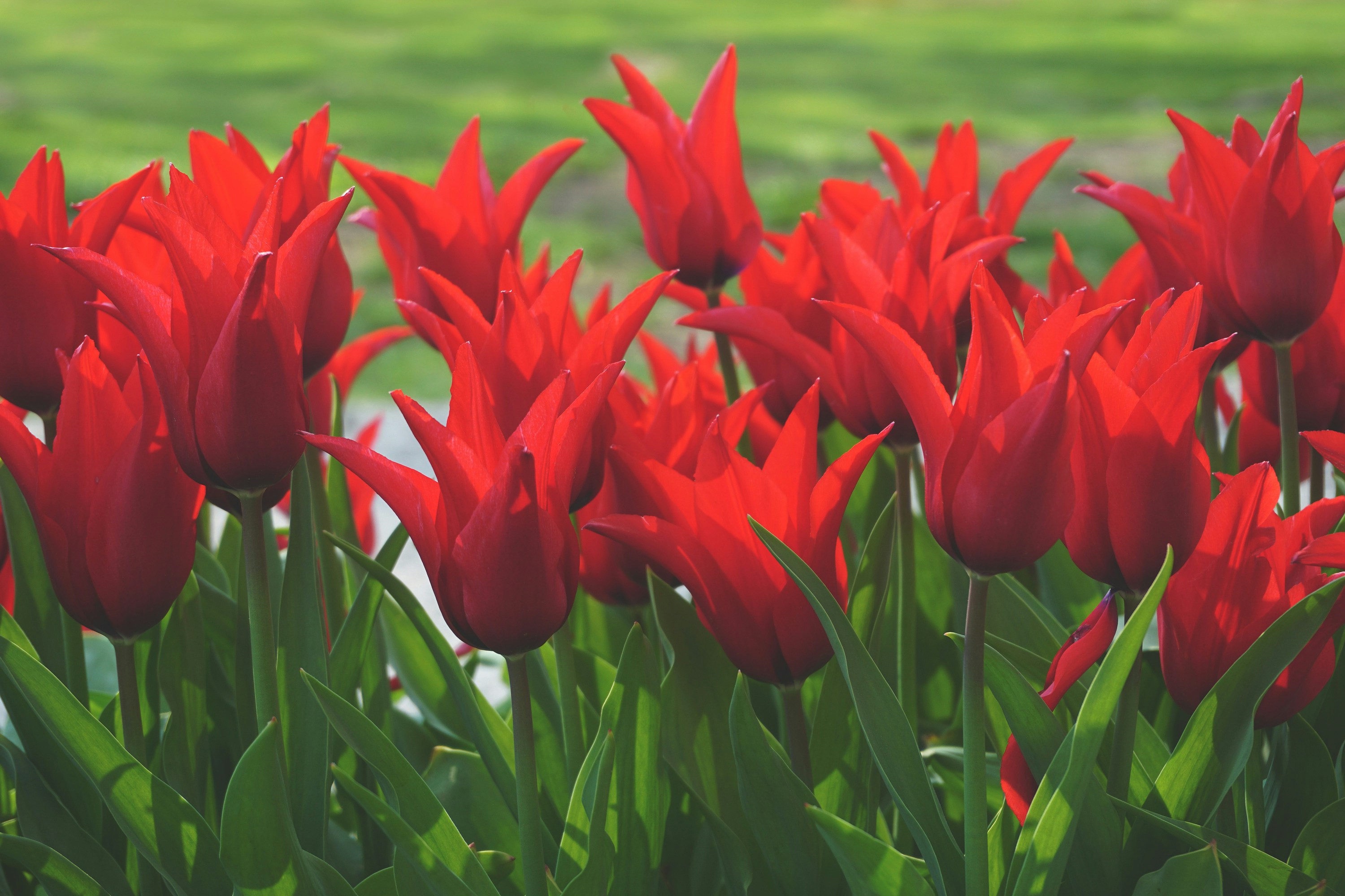 Red Tulips Blooming In Garden
