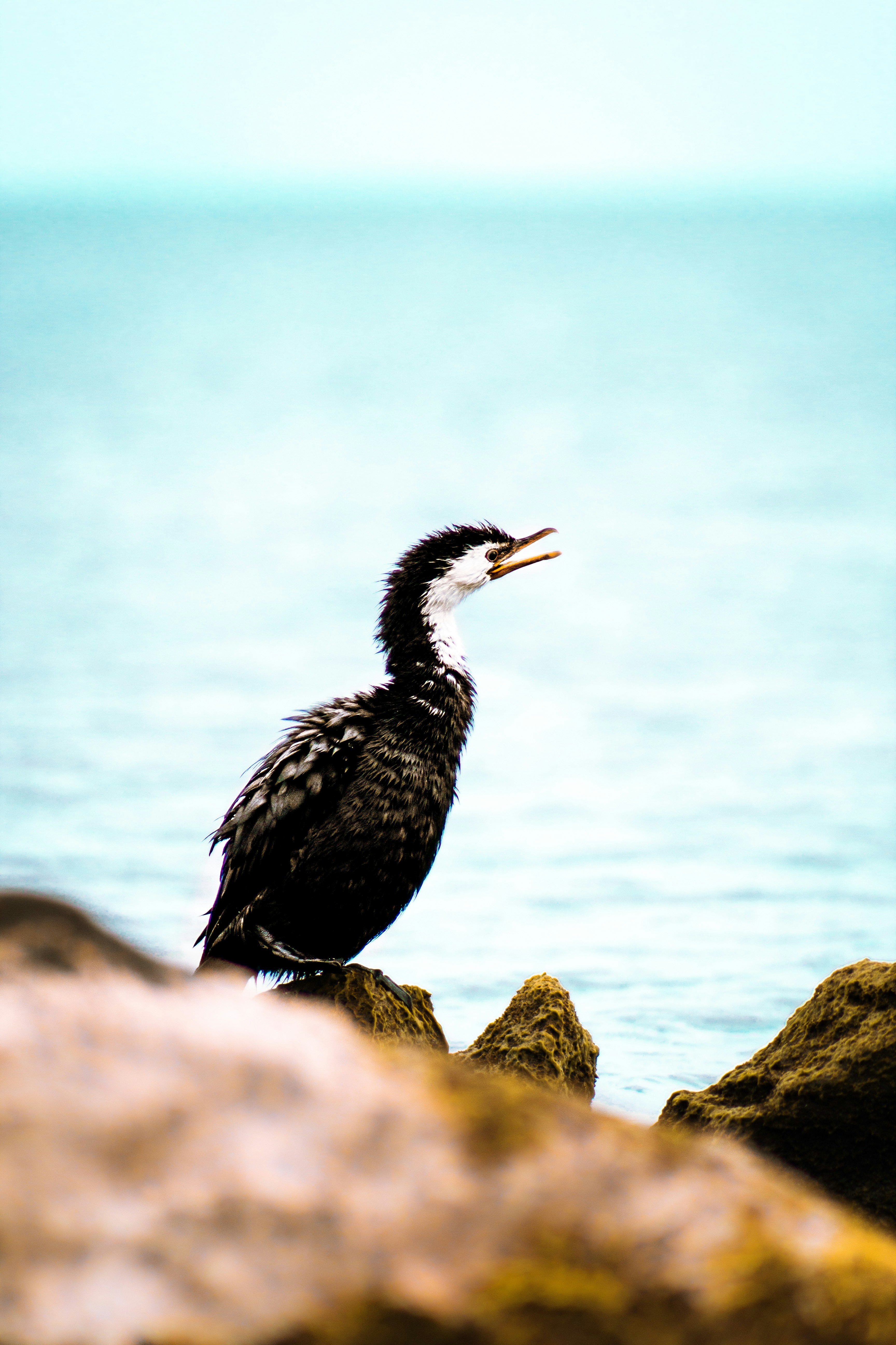 Cormorant Perched on Seaside Rocks