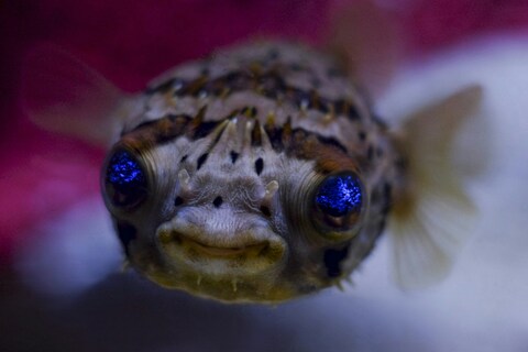Close-up of a Spotted Pufferfish