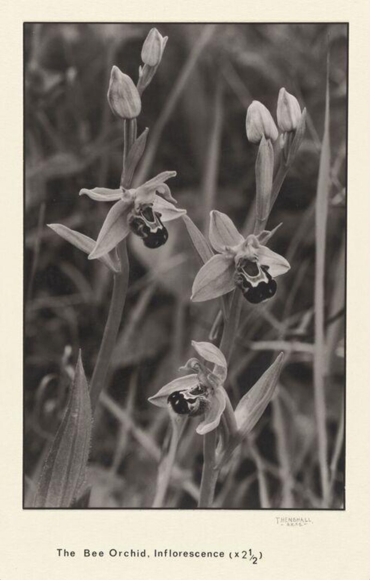 Vintage Bee Orchid Inflorescence Photo