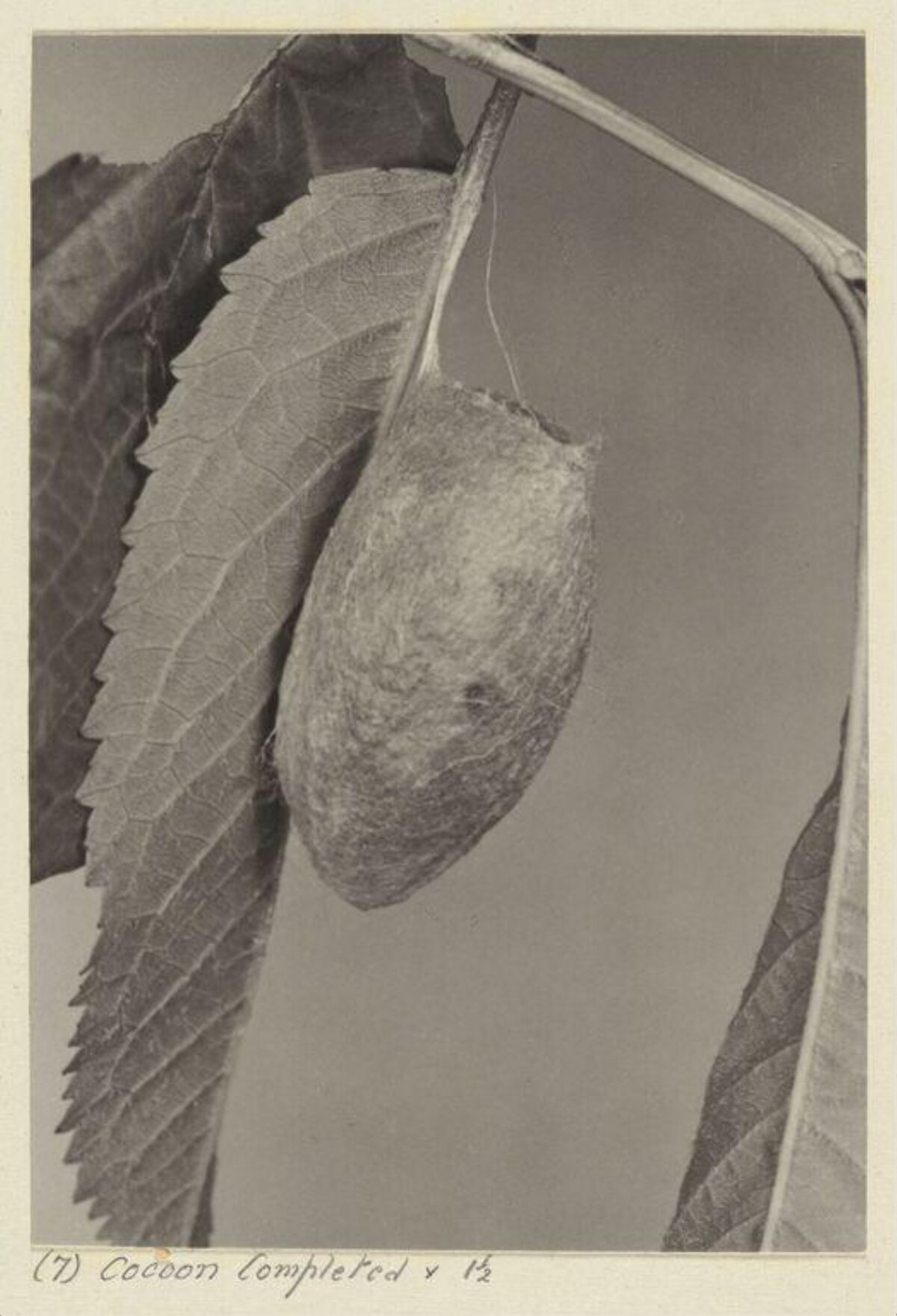 Completed Insect Cocoon on Stem