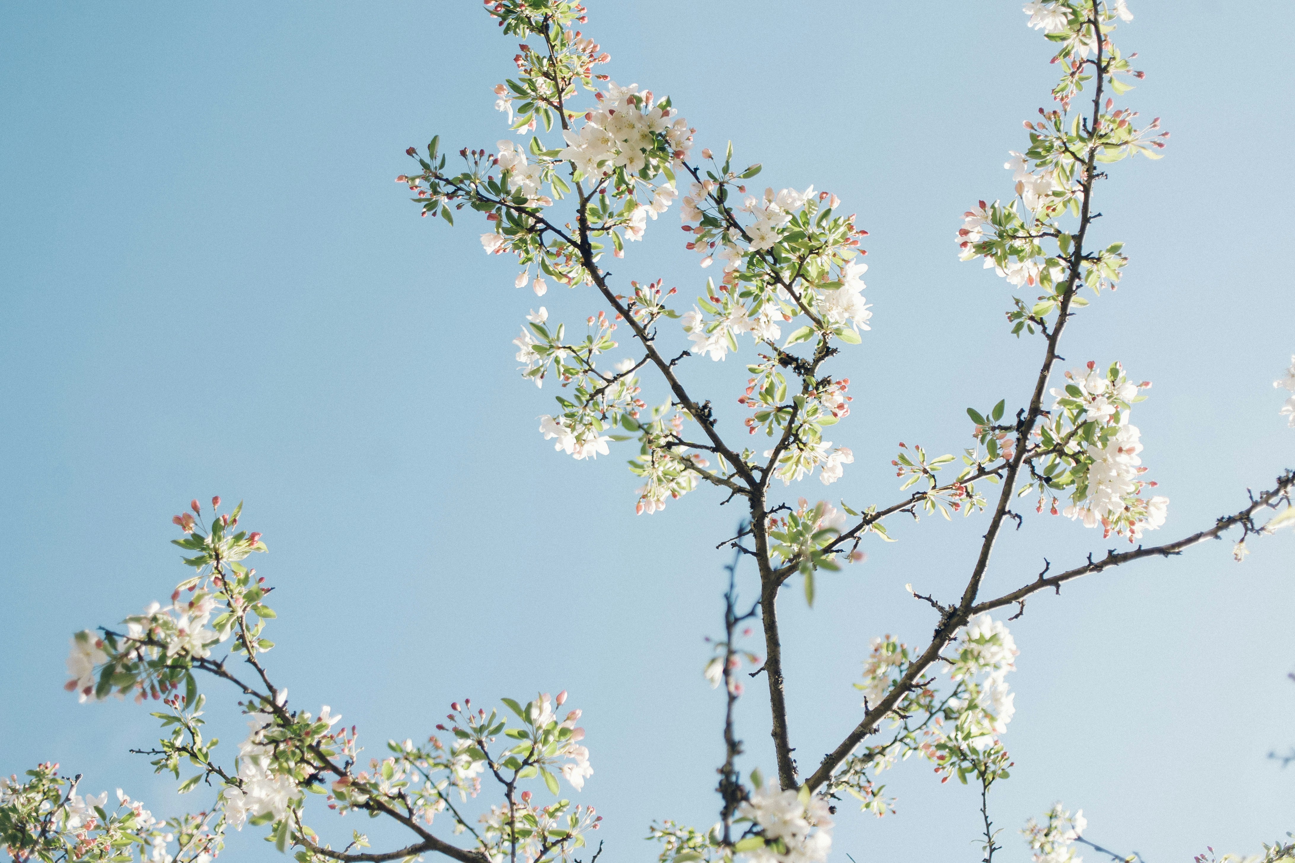 White Flower Blossoms Under Blue Sky
