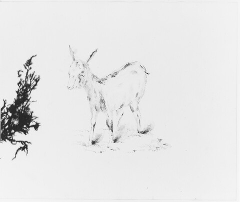 Ink Sketch of a Donkey