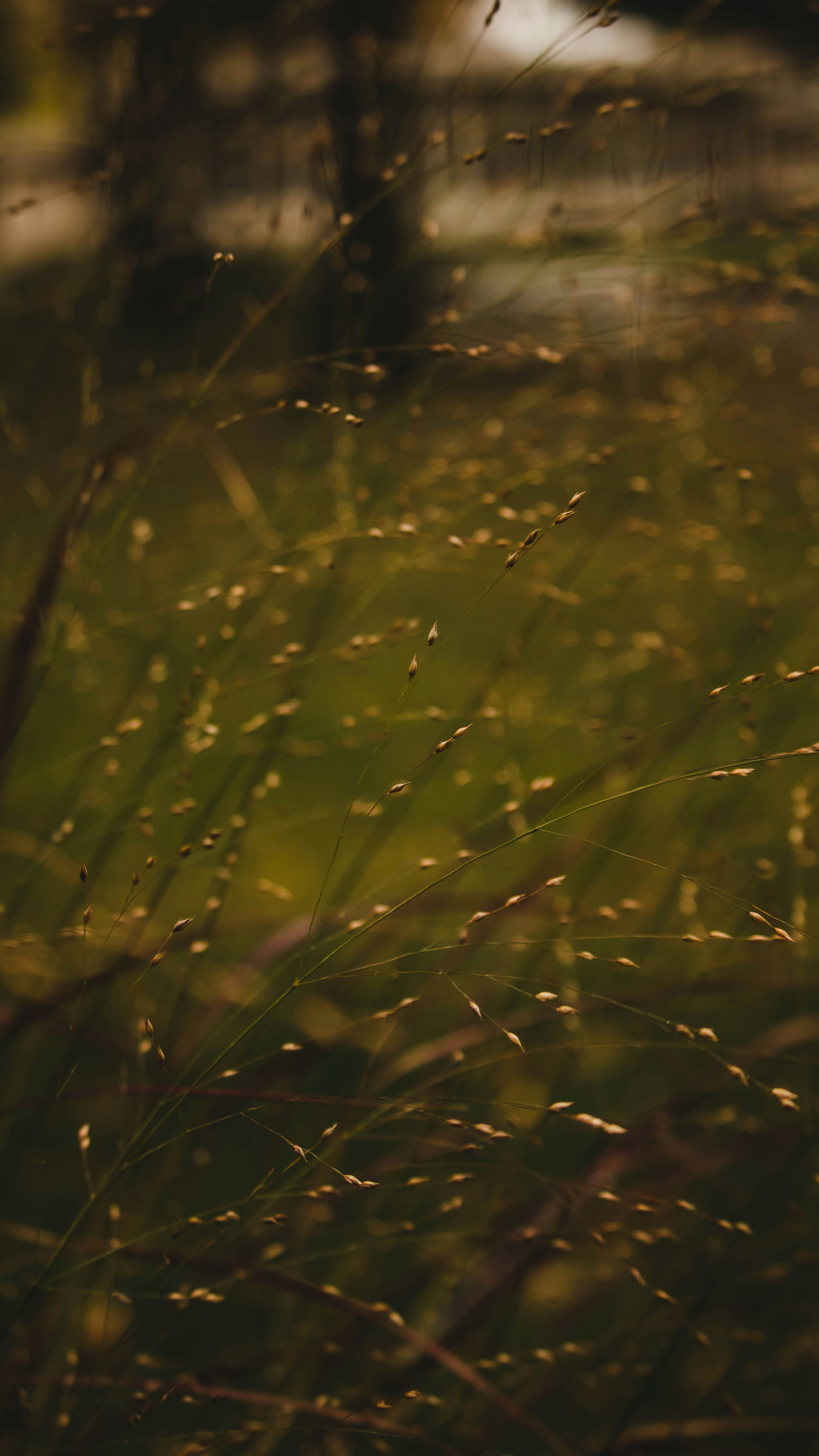 Close Up of Wild Meadow Grass