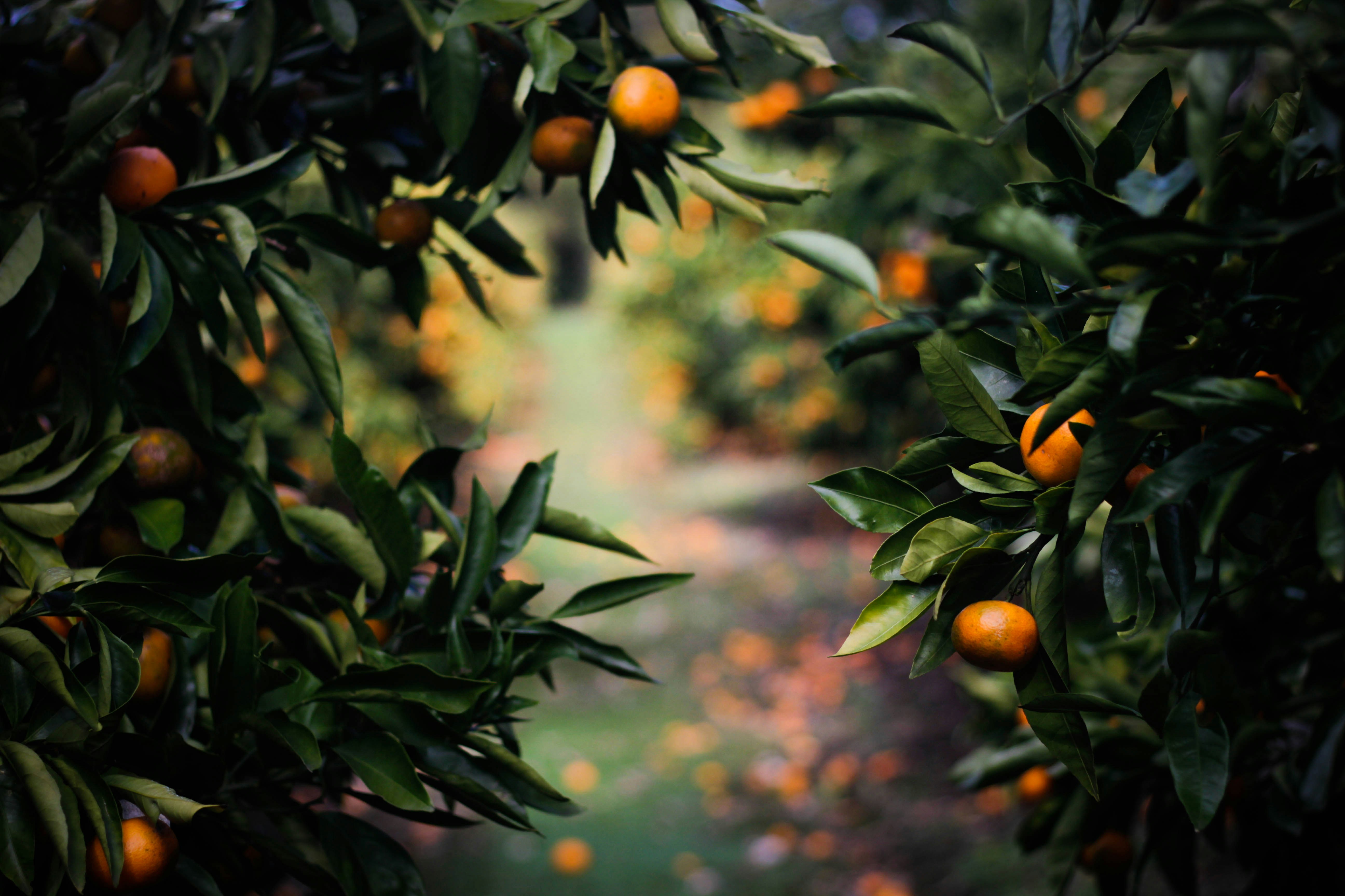 Orange Orchard Path