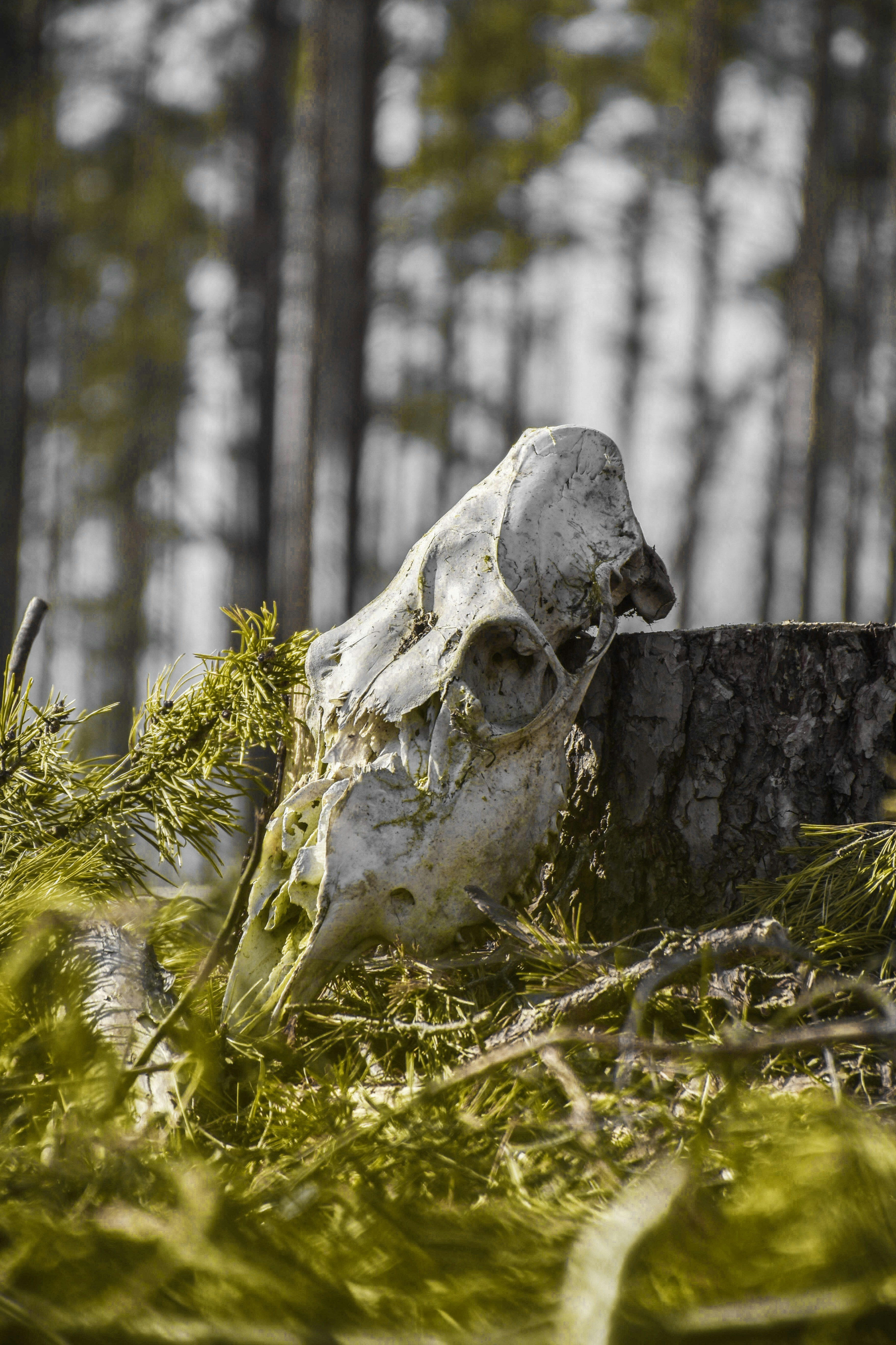 Animal Skull in Pine Forest