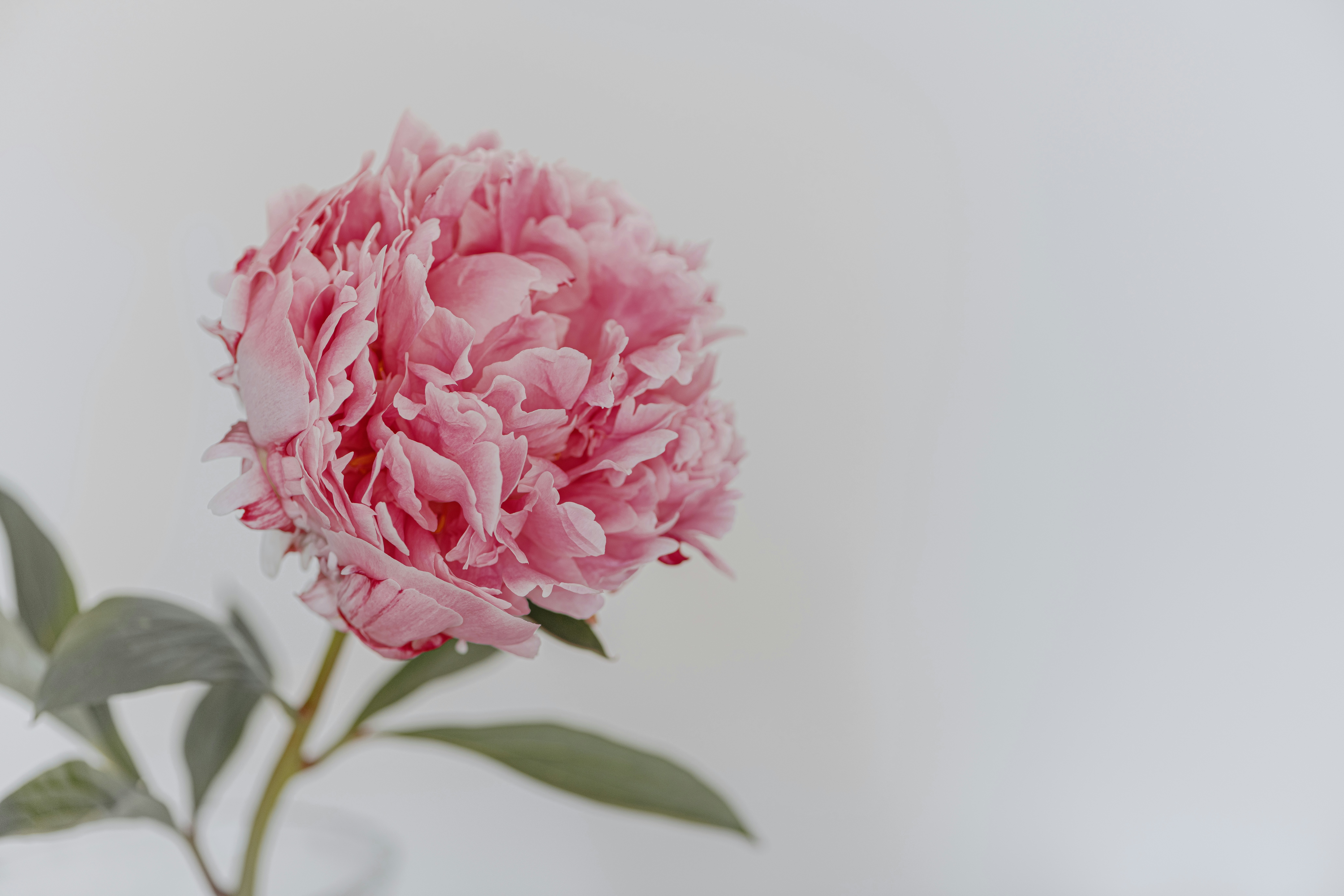 Pink Peony on Plain White Background