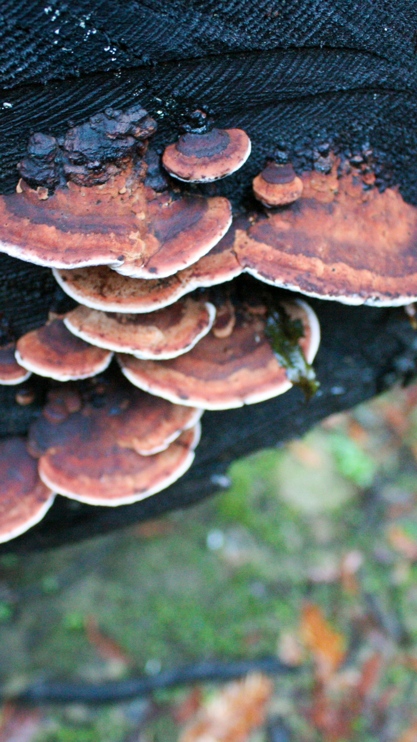 Bracket Fungi on Dark Tree Trunk