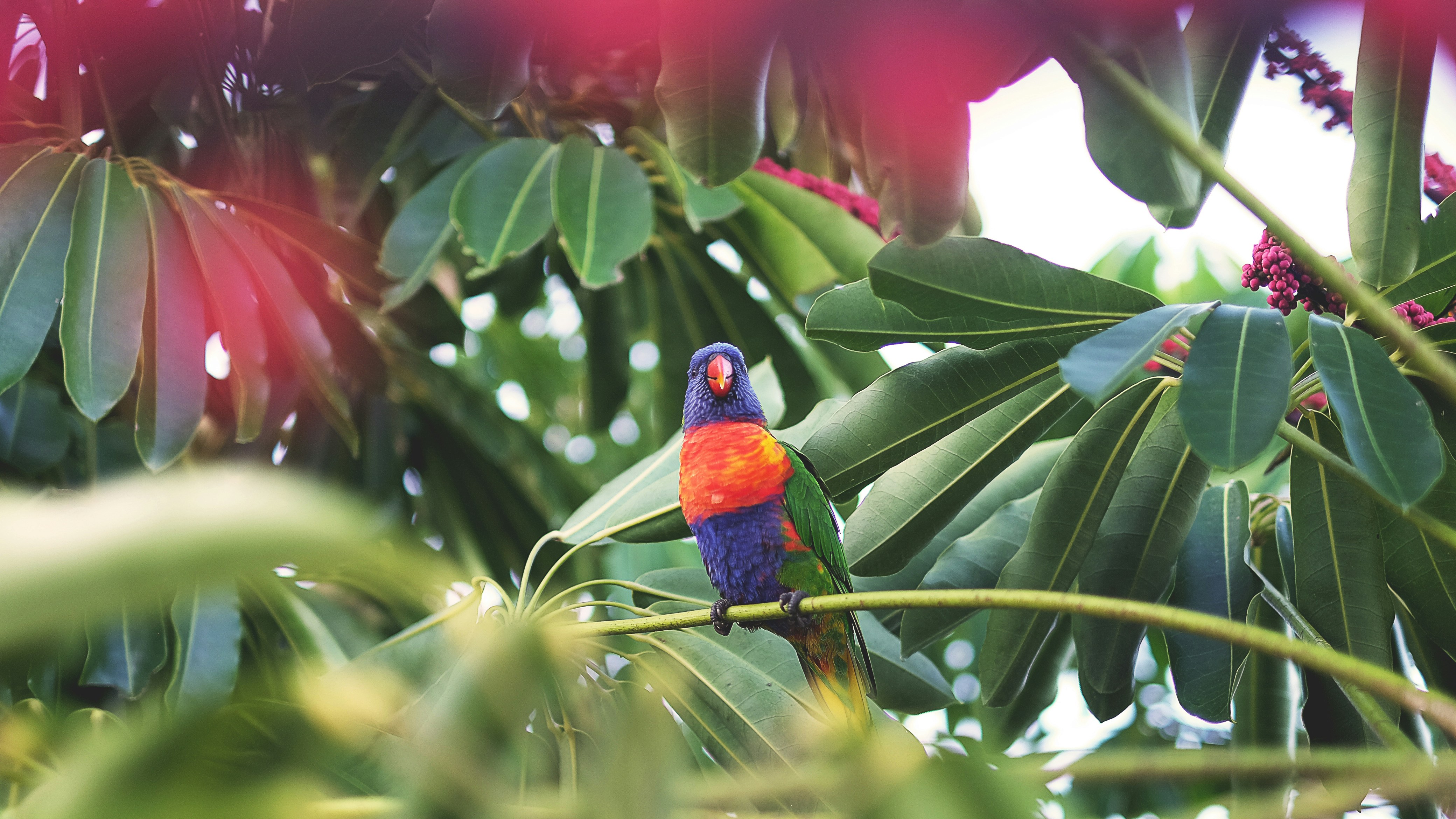 Rainbow Lorikeet Perched on Branch
