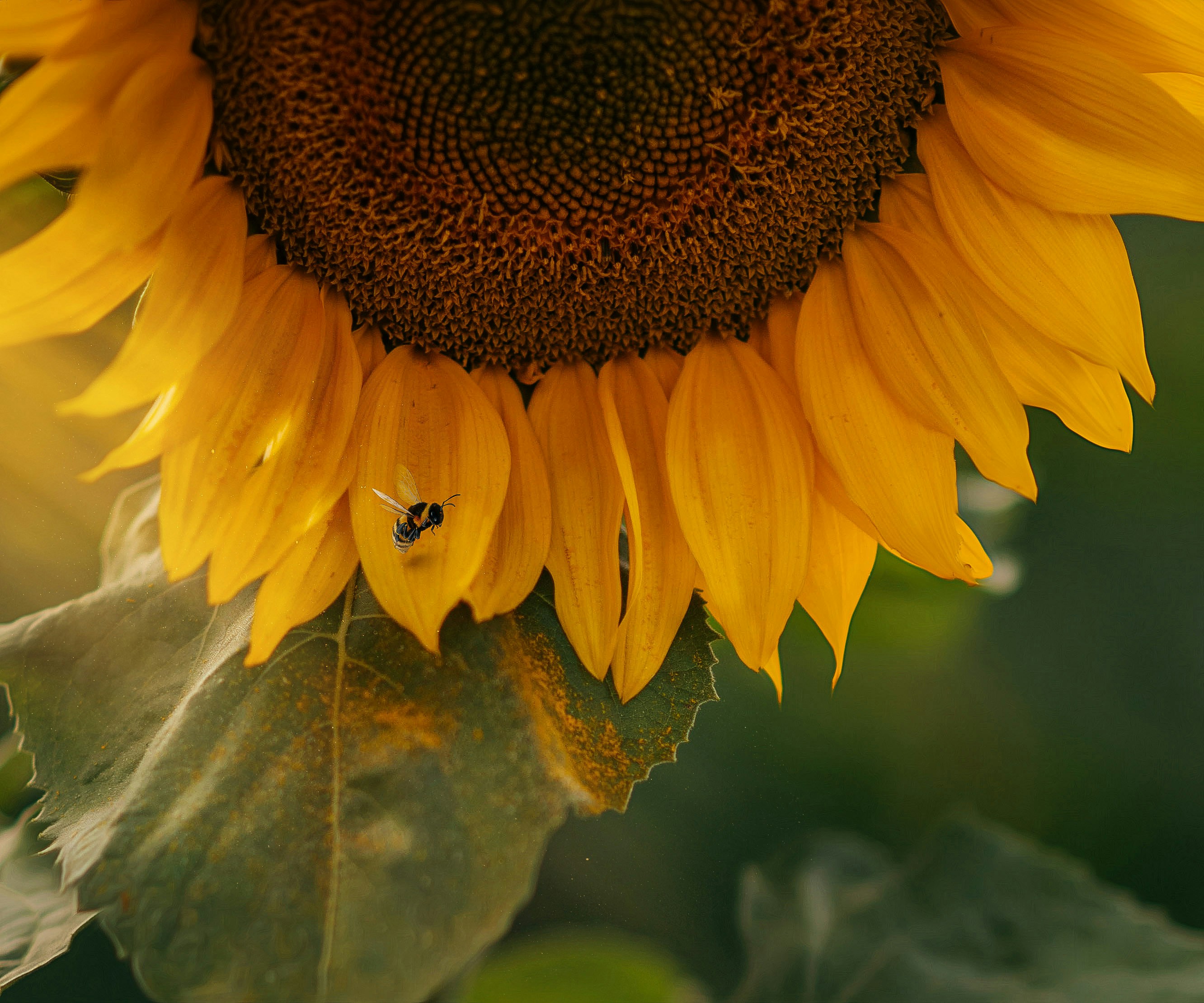 Bee on Sunflower Petal