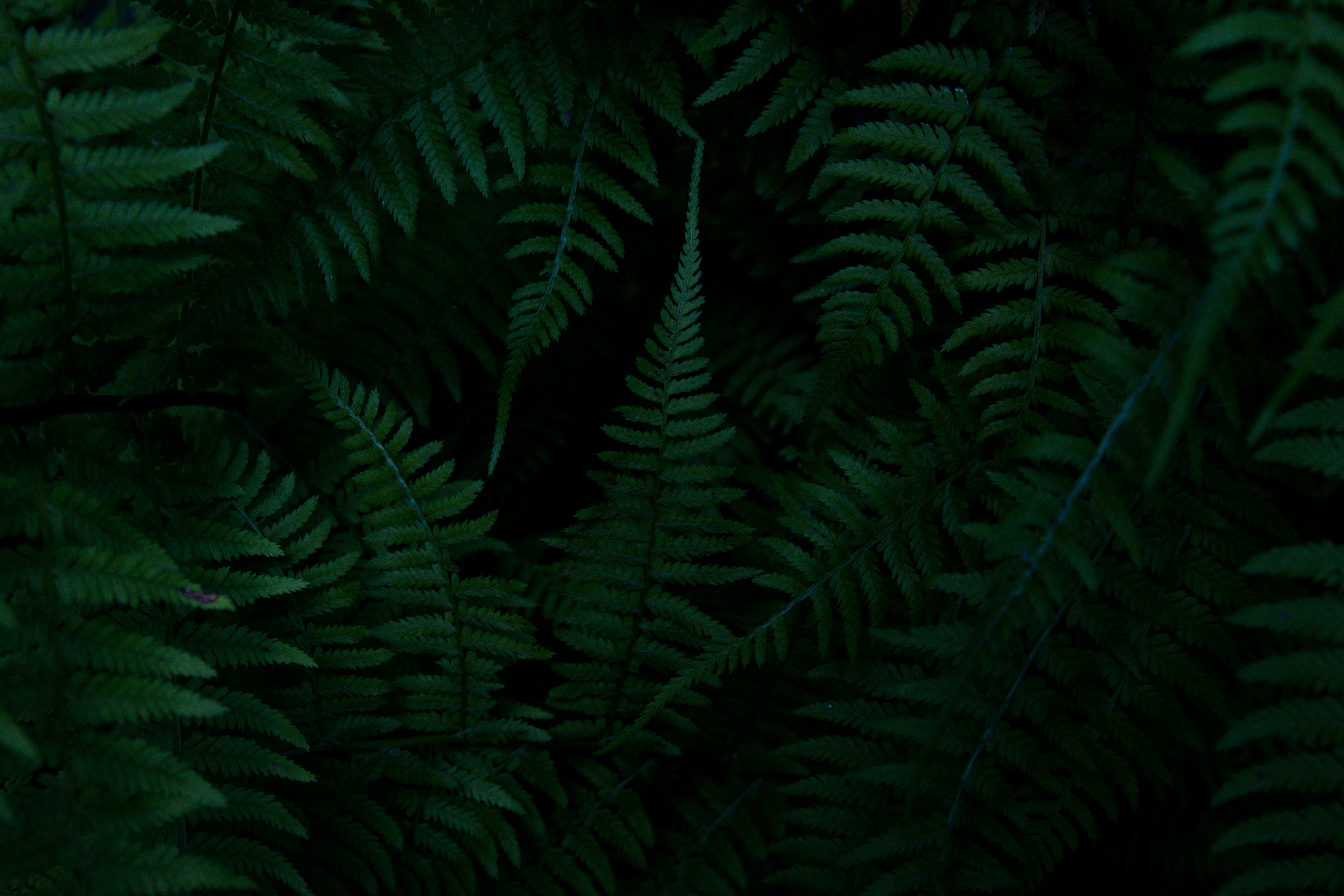 Dense Dark Fern Foliage