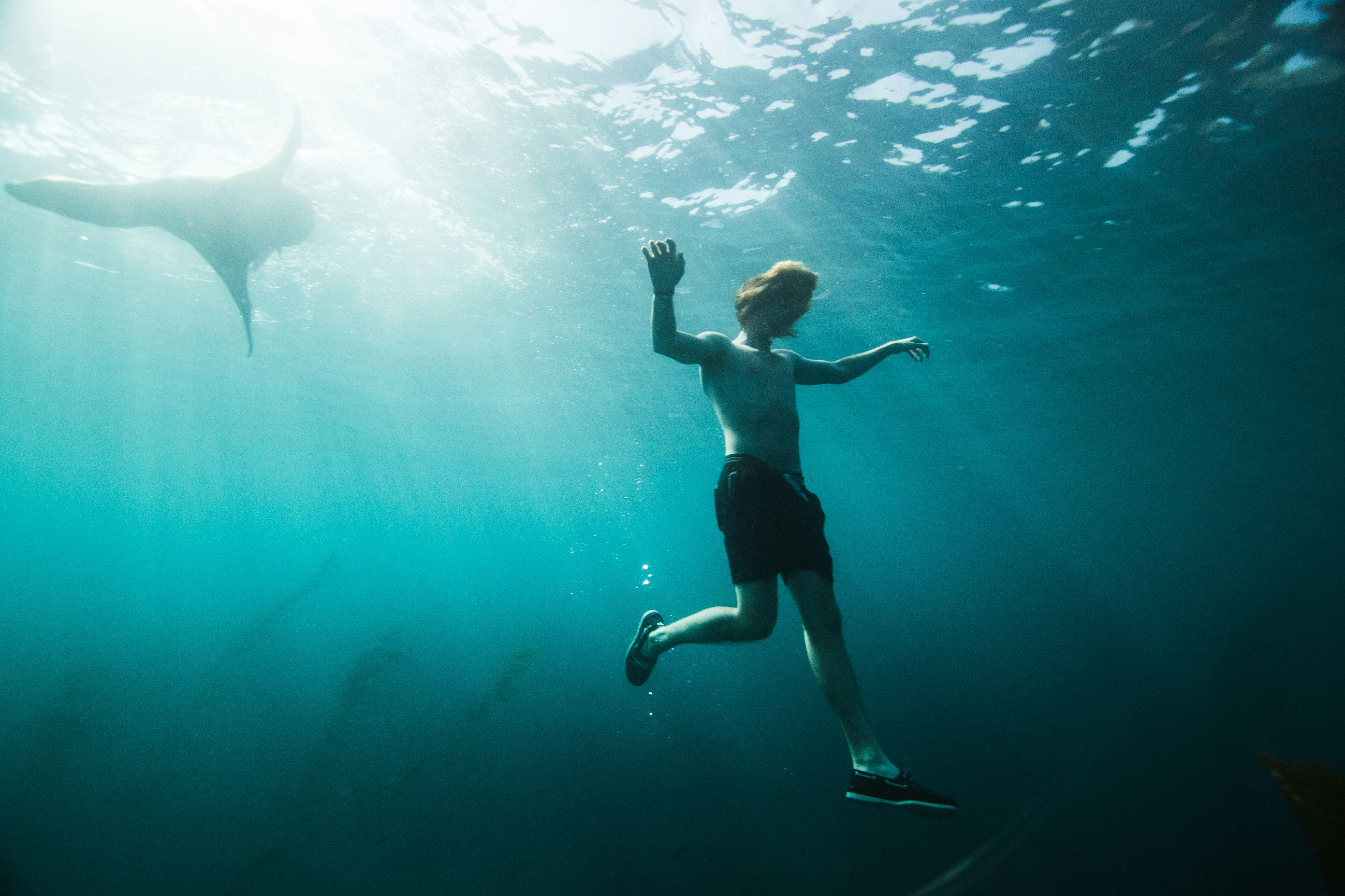 Underwater Swimmer And Manta Ray