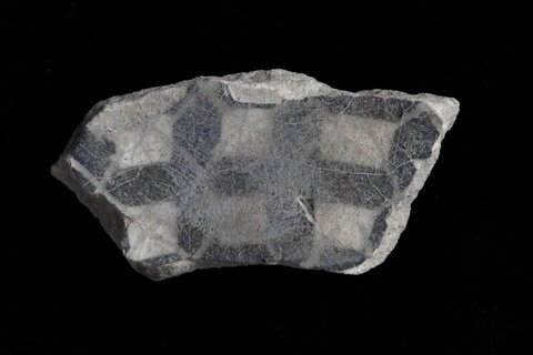 Checkerboard Pattern Rock Specimen