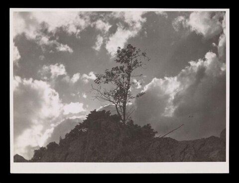 Lone Tree on Hilltop Under Cloudy Sky