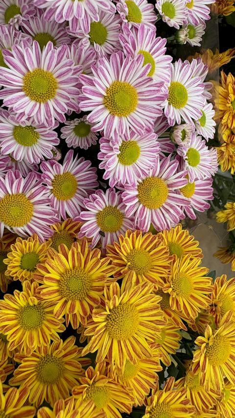 Two Varieties of Striped Chrysanthemums