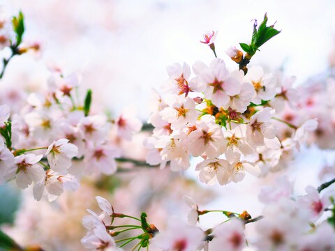 Blooming Cherry Blossom Branches