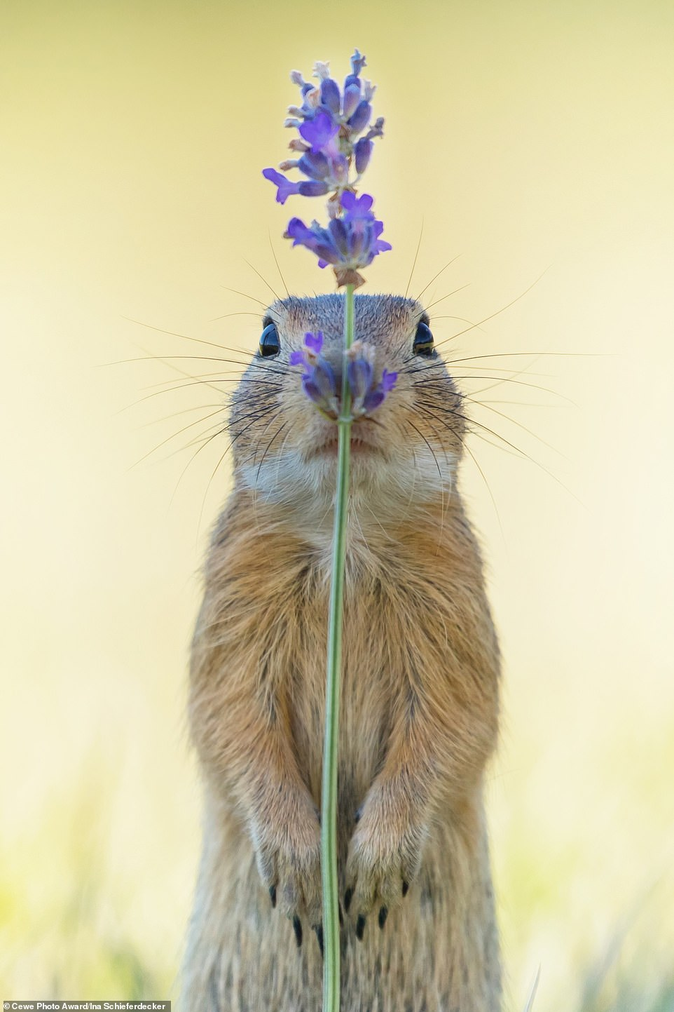 Ground Squirrel Behind Lavender