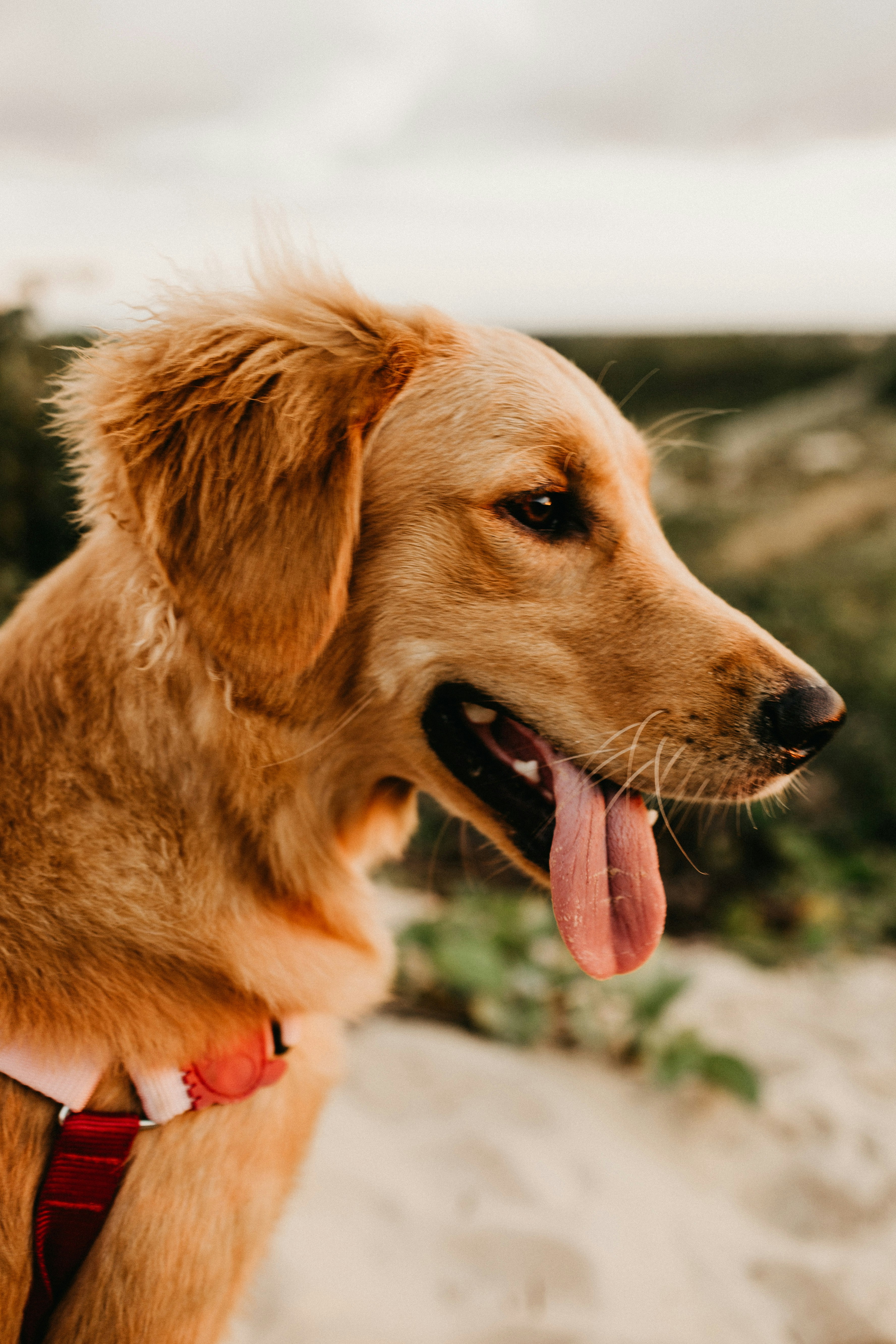 Profile of Golden Retriever Outdoors