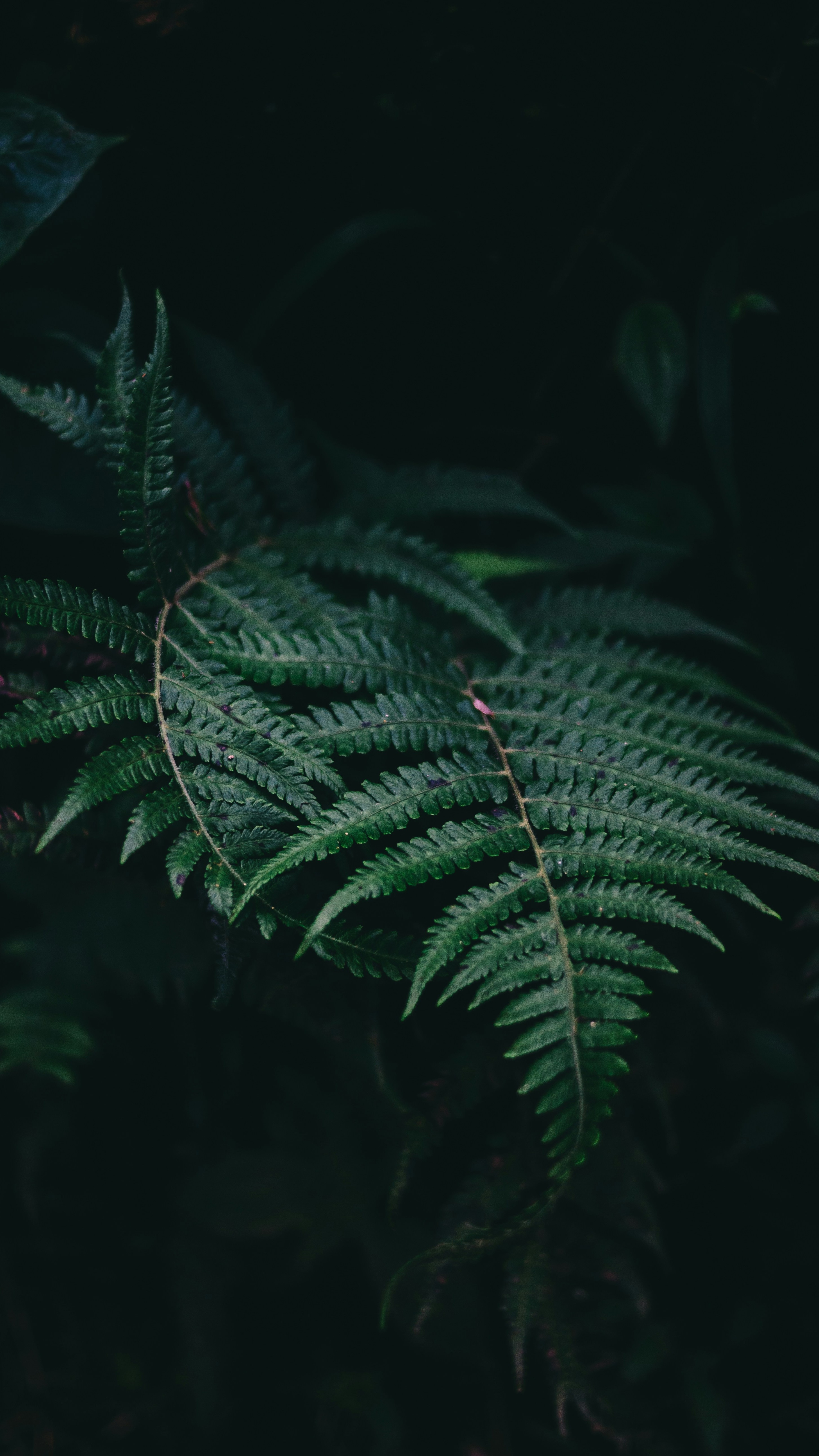 Wallpapers