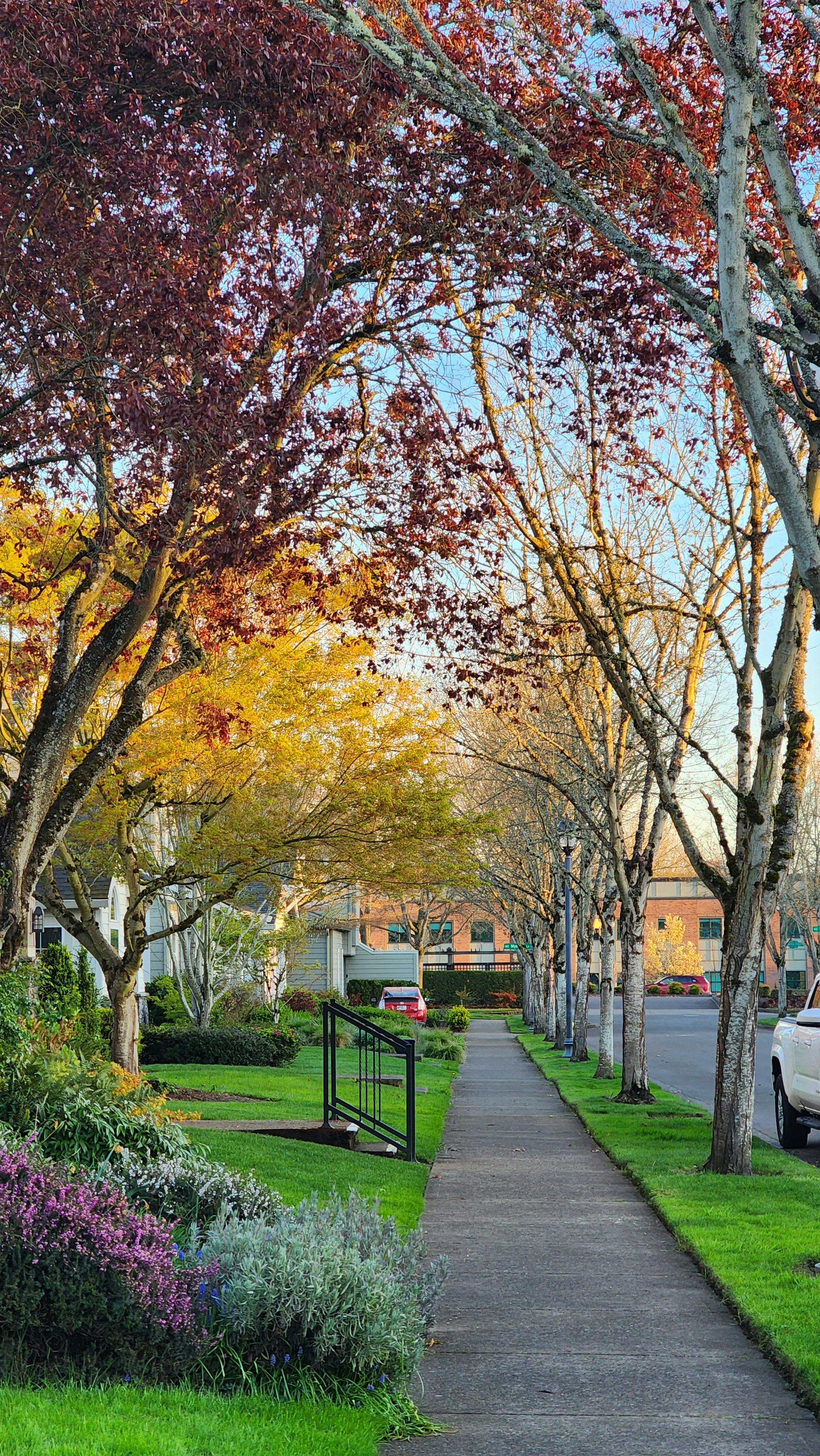 Tree-Lined Residential Sidewalk in Autumn