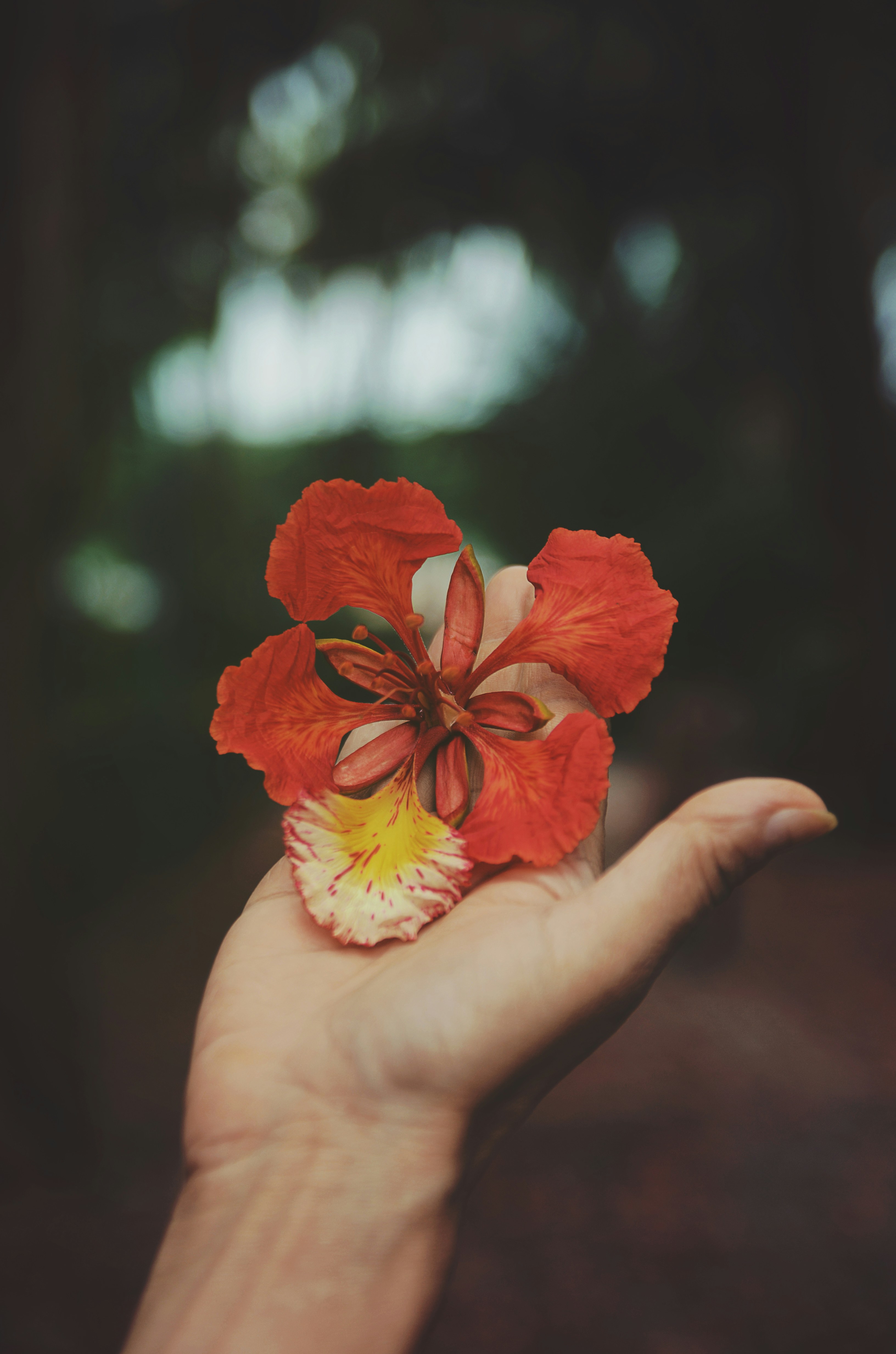 Hand Holding A Red Phoenix Flower