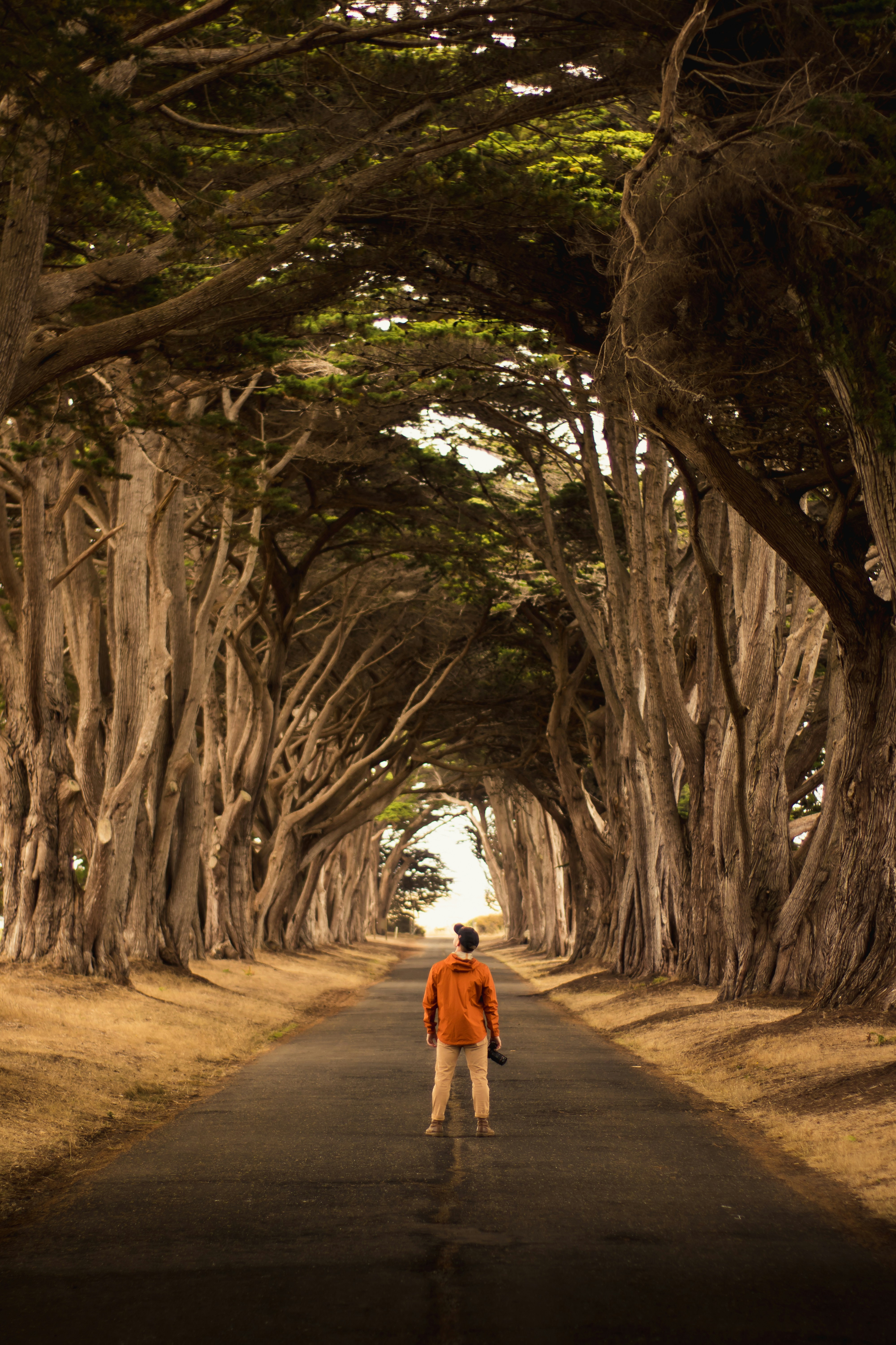 Photographer on Tree-lined Road