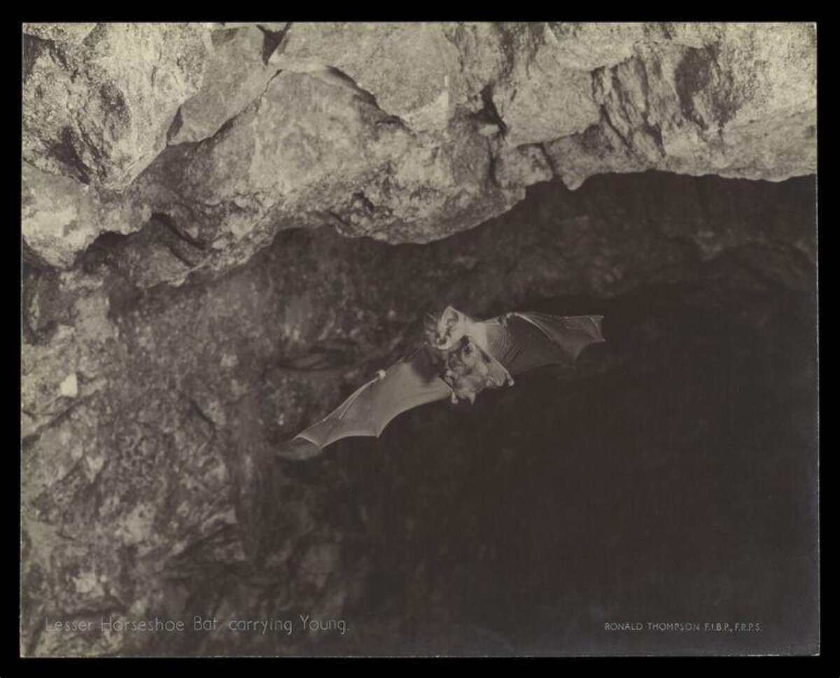 Lesser Horseshoe Bat Carrying Young