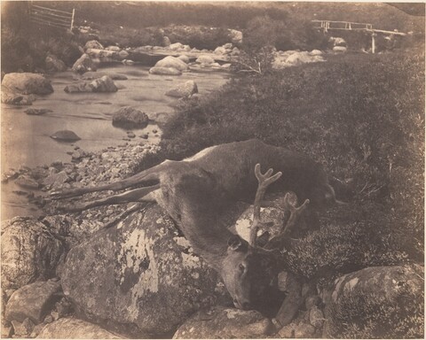 Dead Stag by Mountain Stream