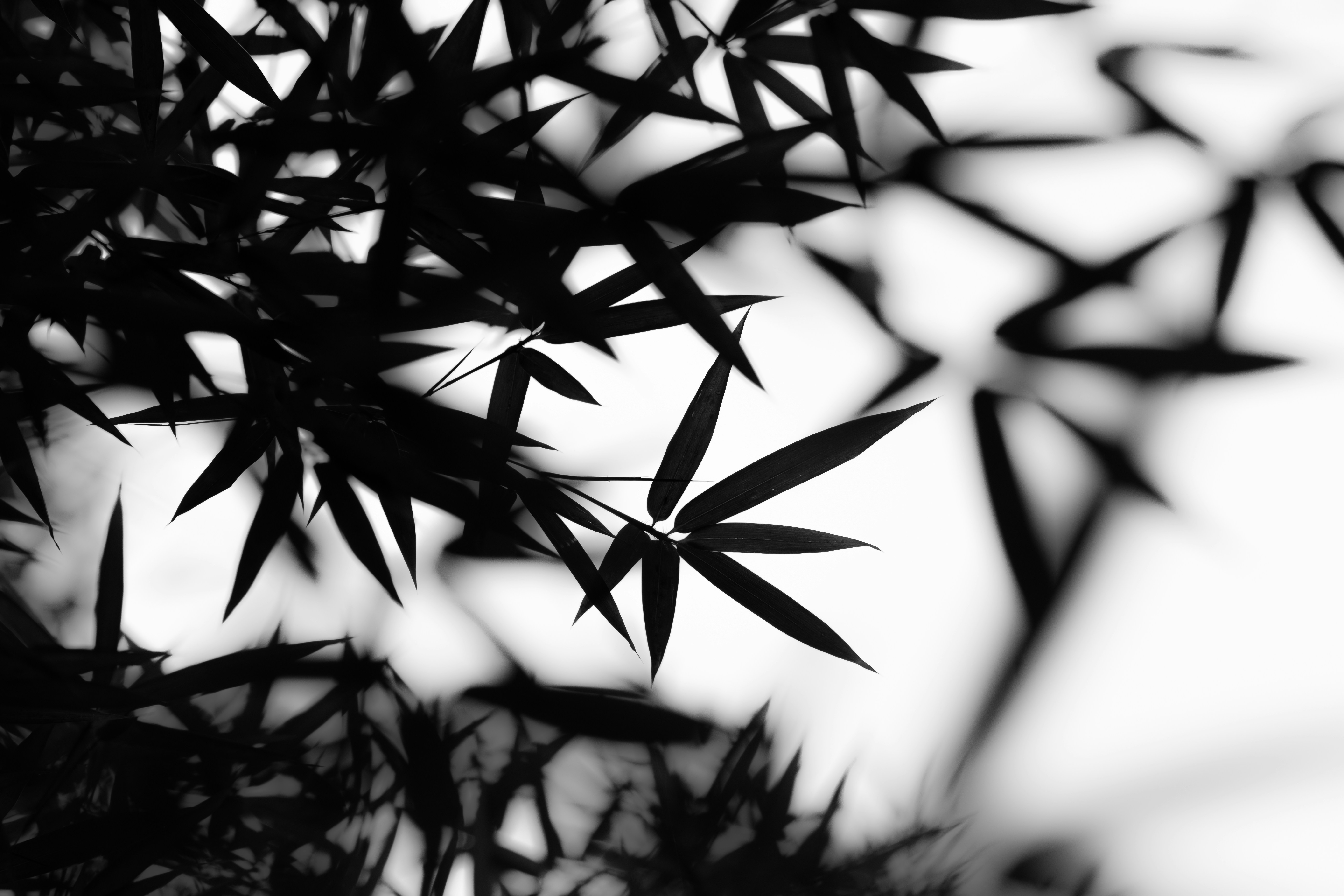 Black and White Bamboo Leaves