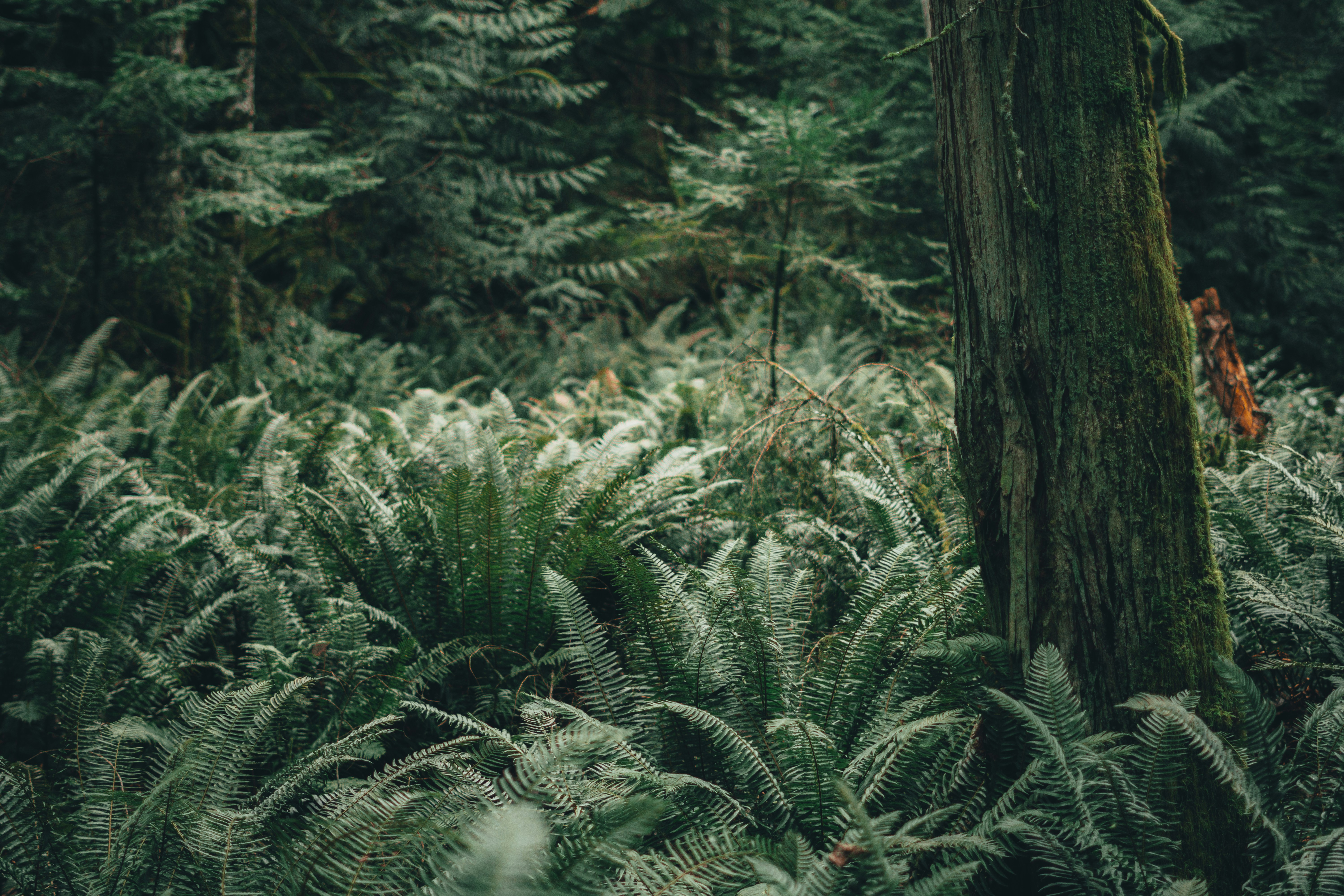 Dense Fern Undergrowth in Old Forest