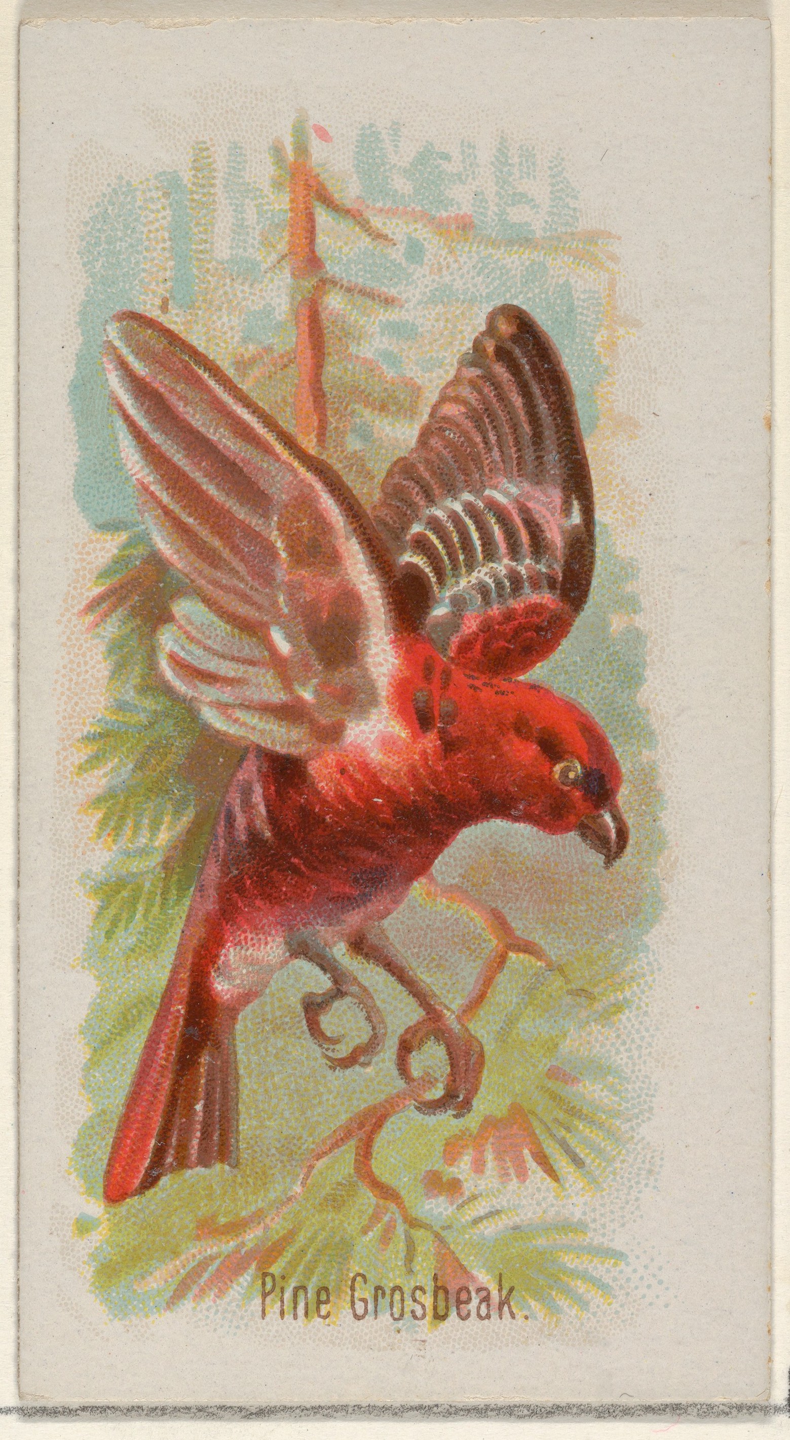 Vintage Pine Grosbeak Illustration