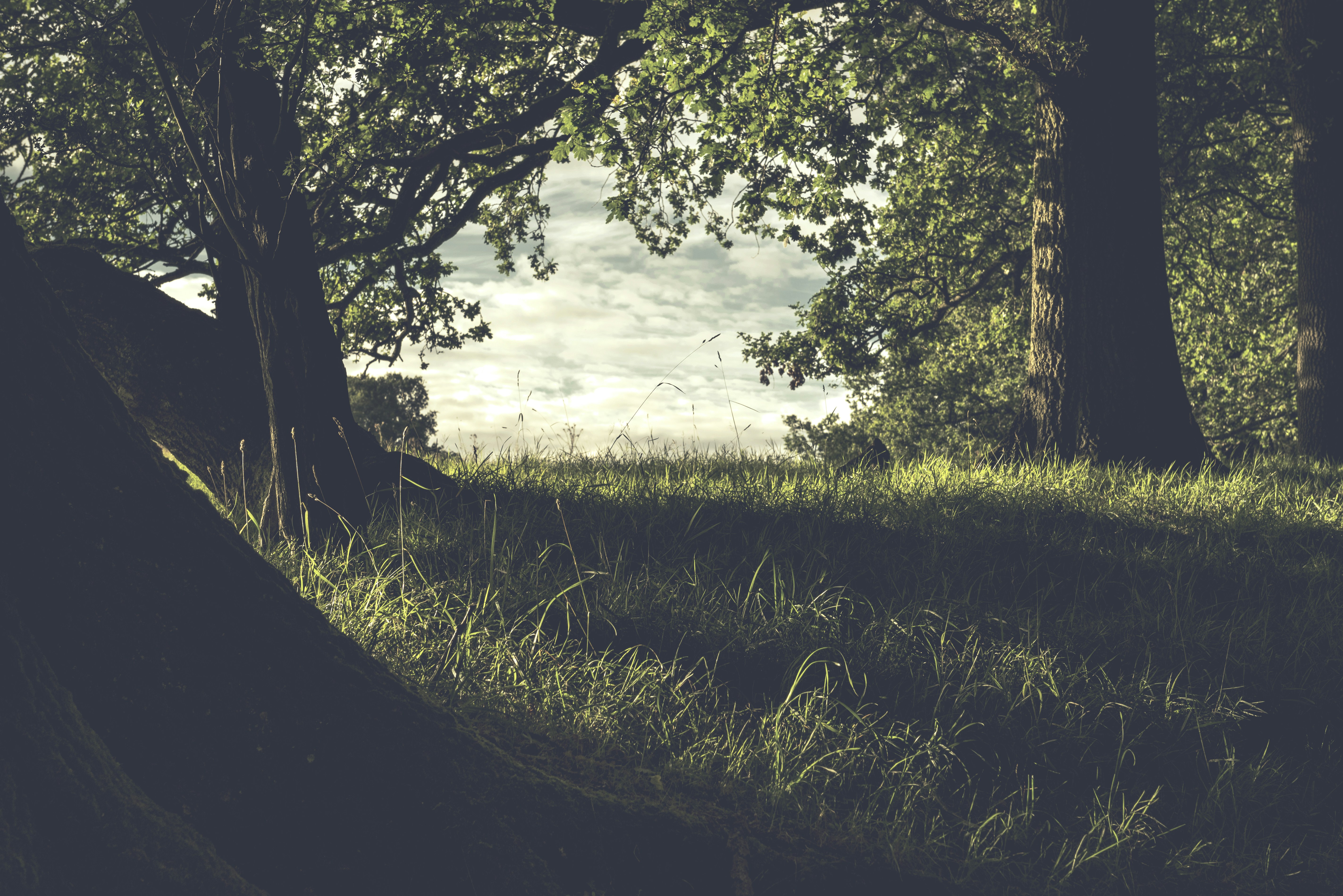 Sunlit Forest Meadow