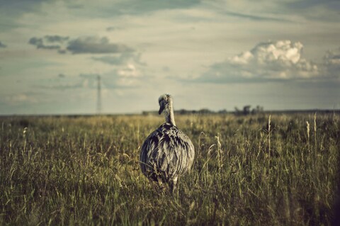 Emu Standing on Grassland