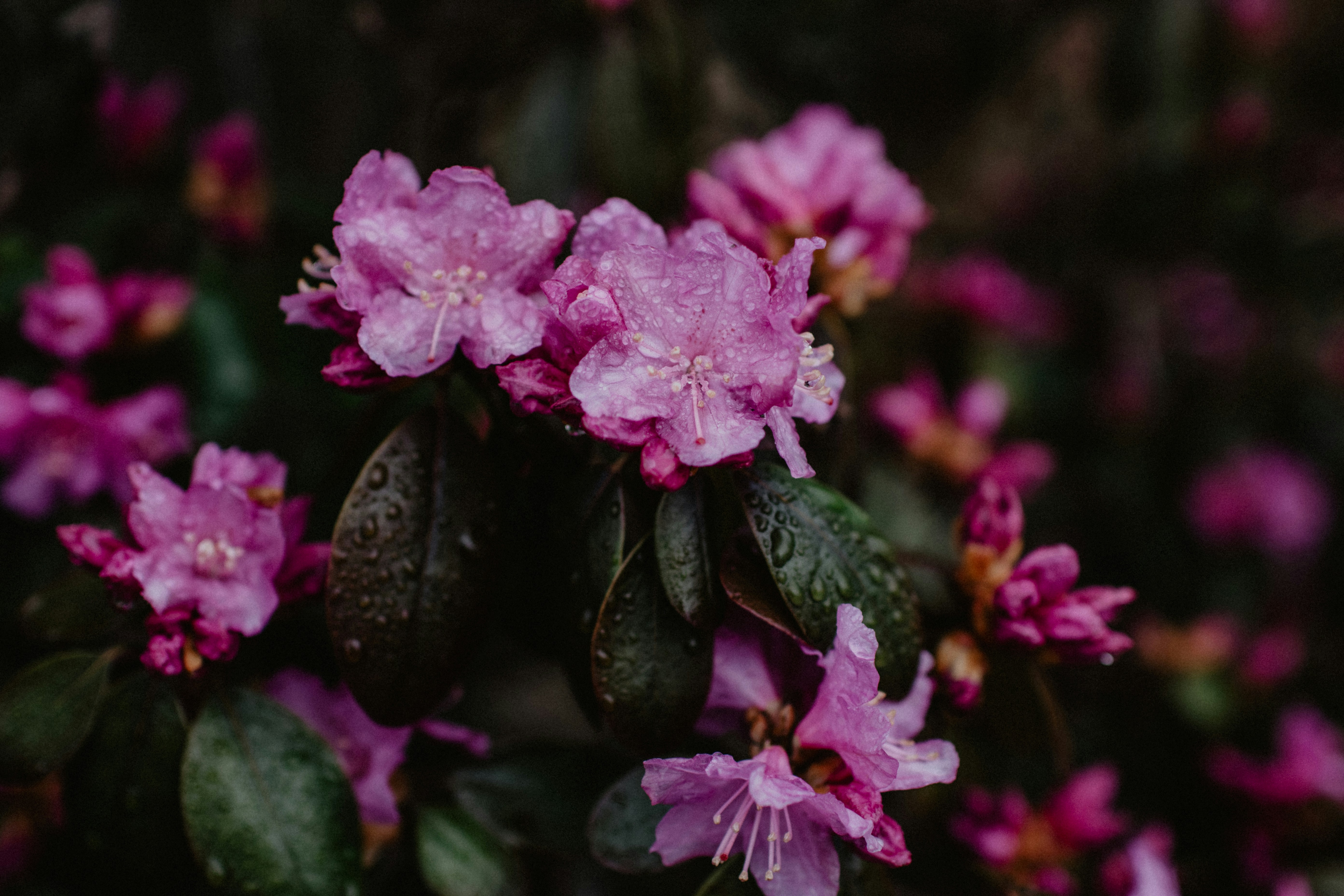 Pink Rhododendrons with Raindrops