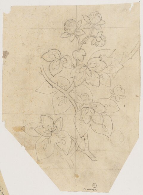 Pencil Sketch of Bramble Botanical Branch