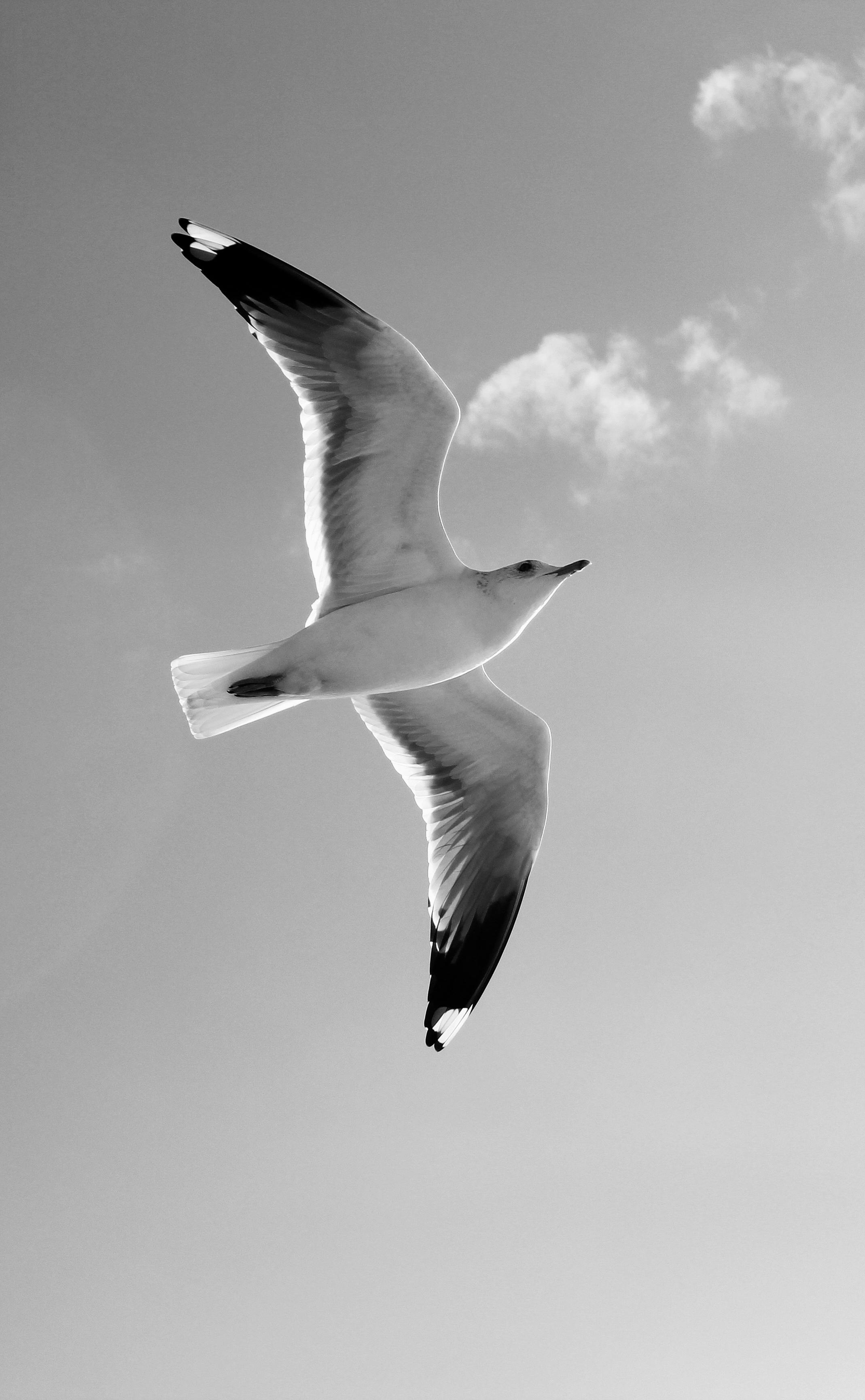 Sky Series