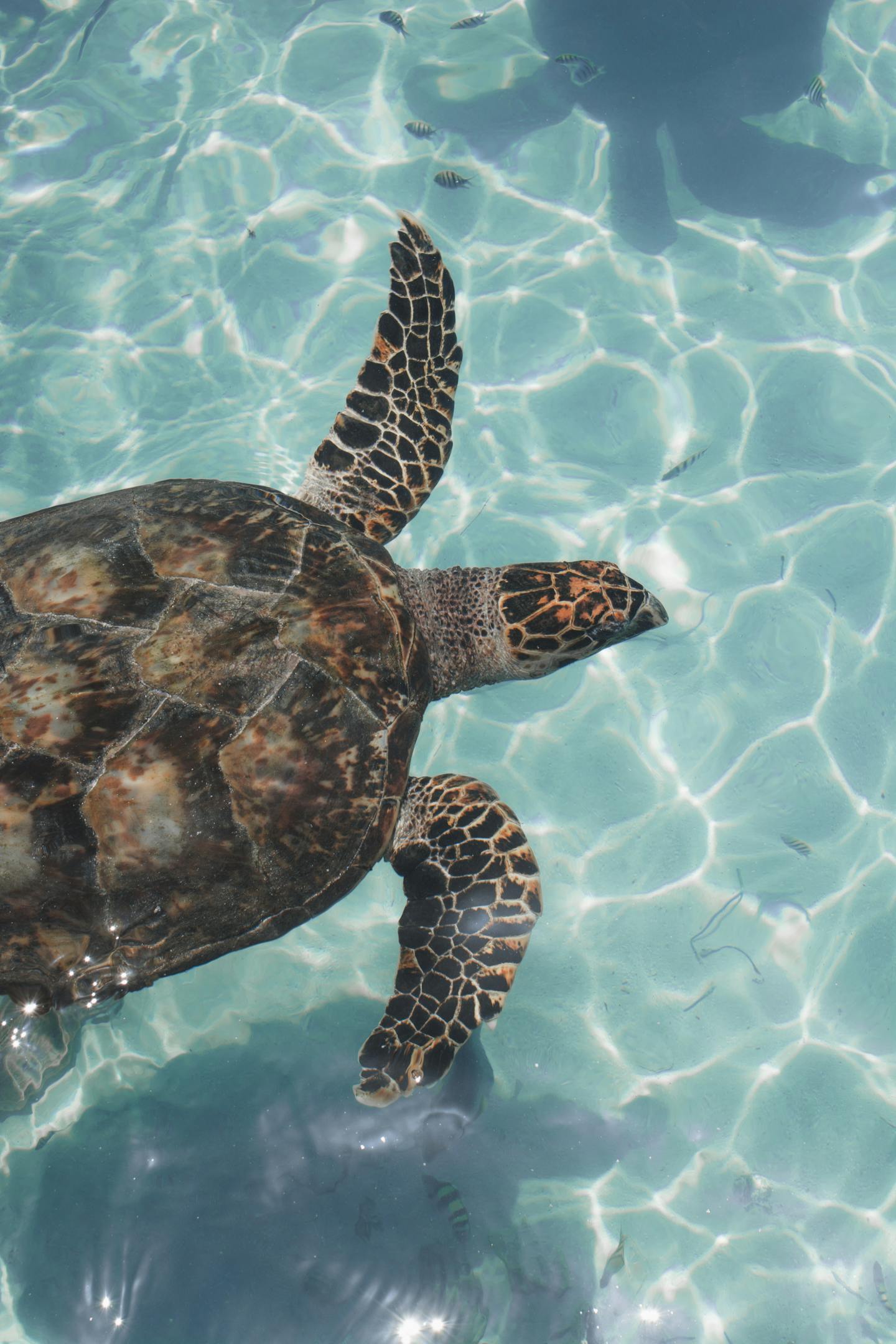 Sea Turtle in Clear Shallow Water