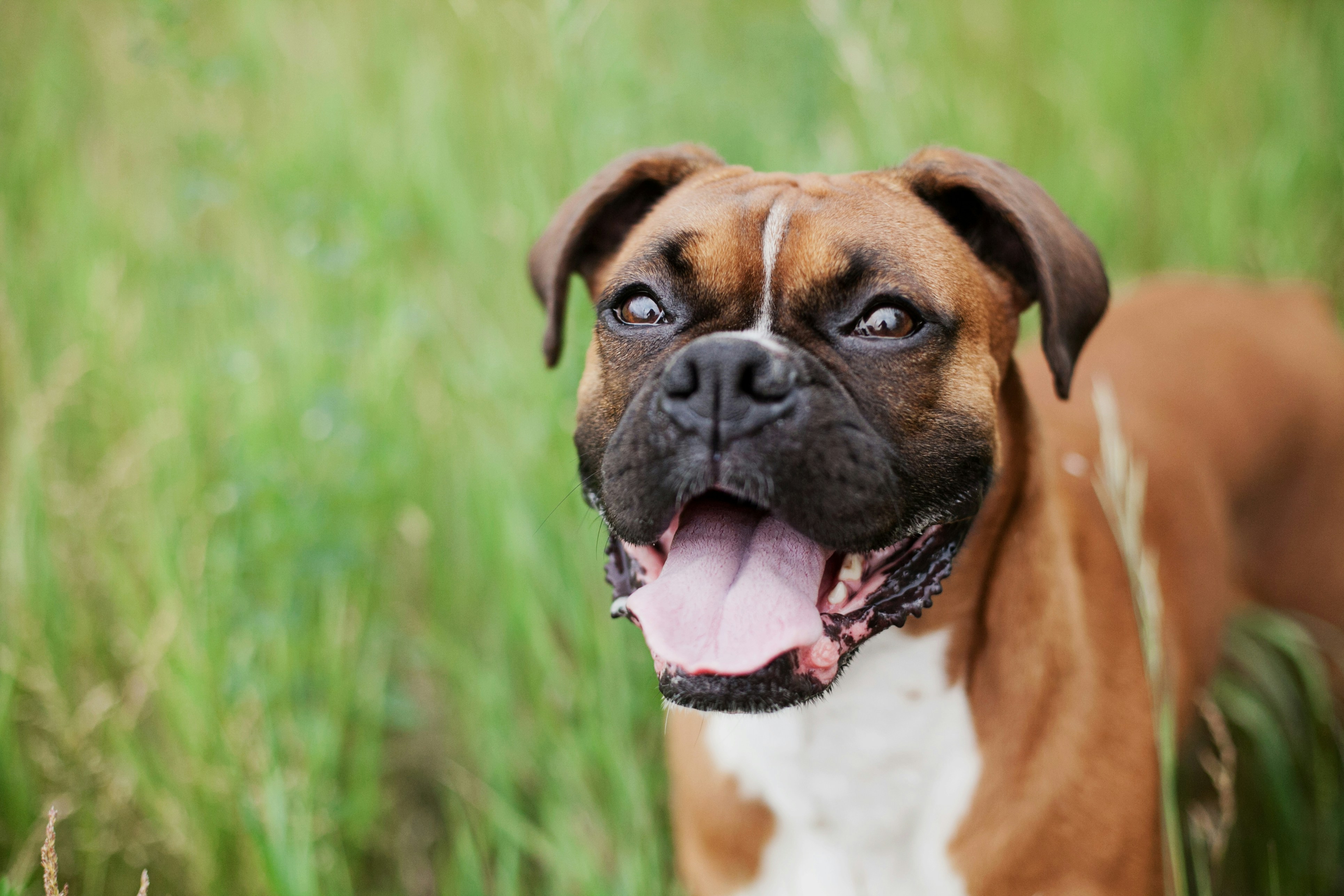 Boxer Dog in Green Grass