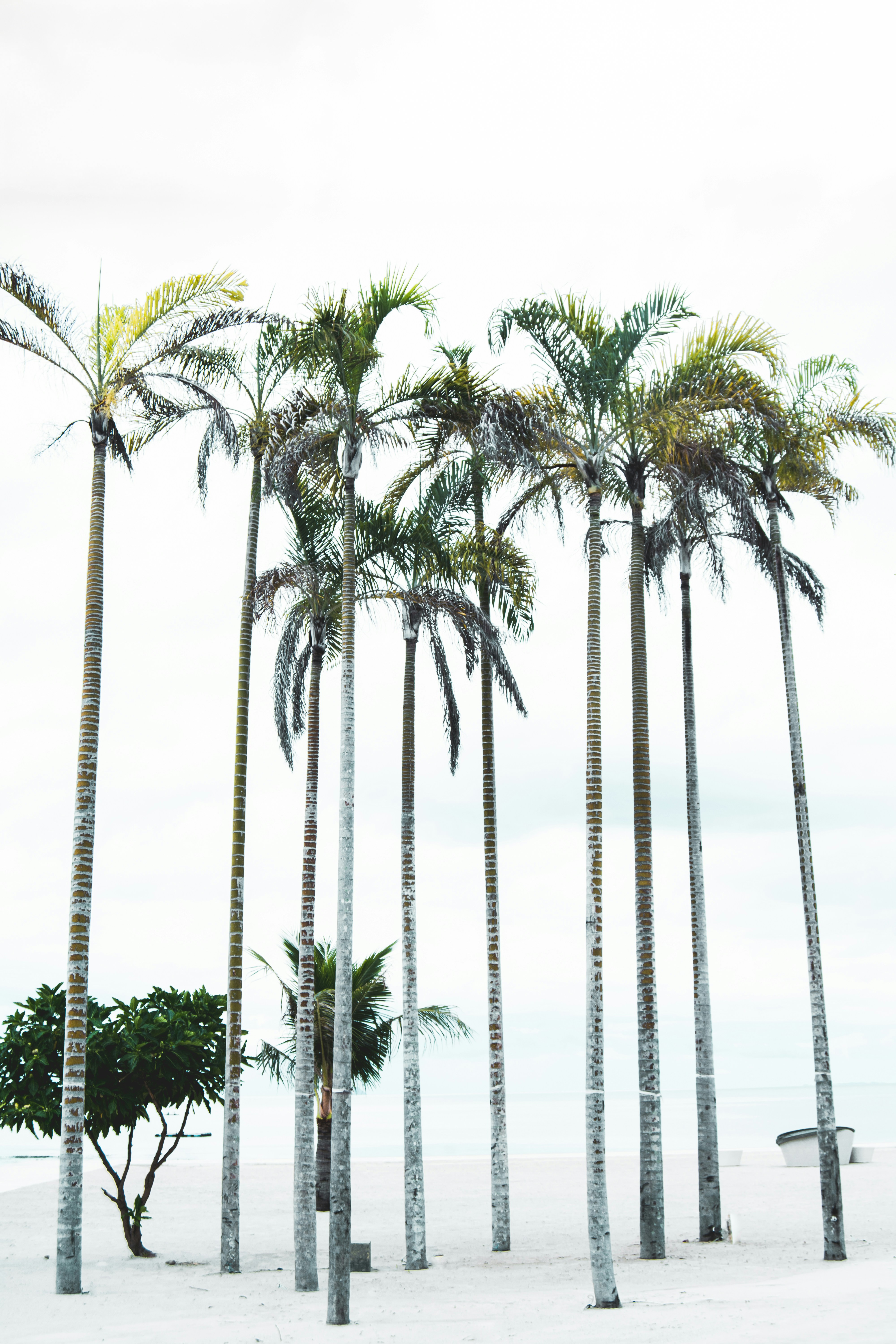 Palm Trees on White Sand Beach