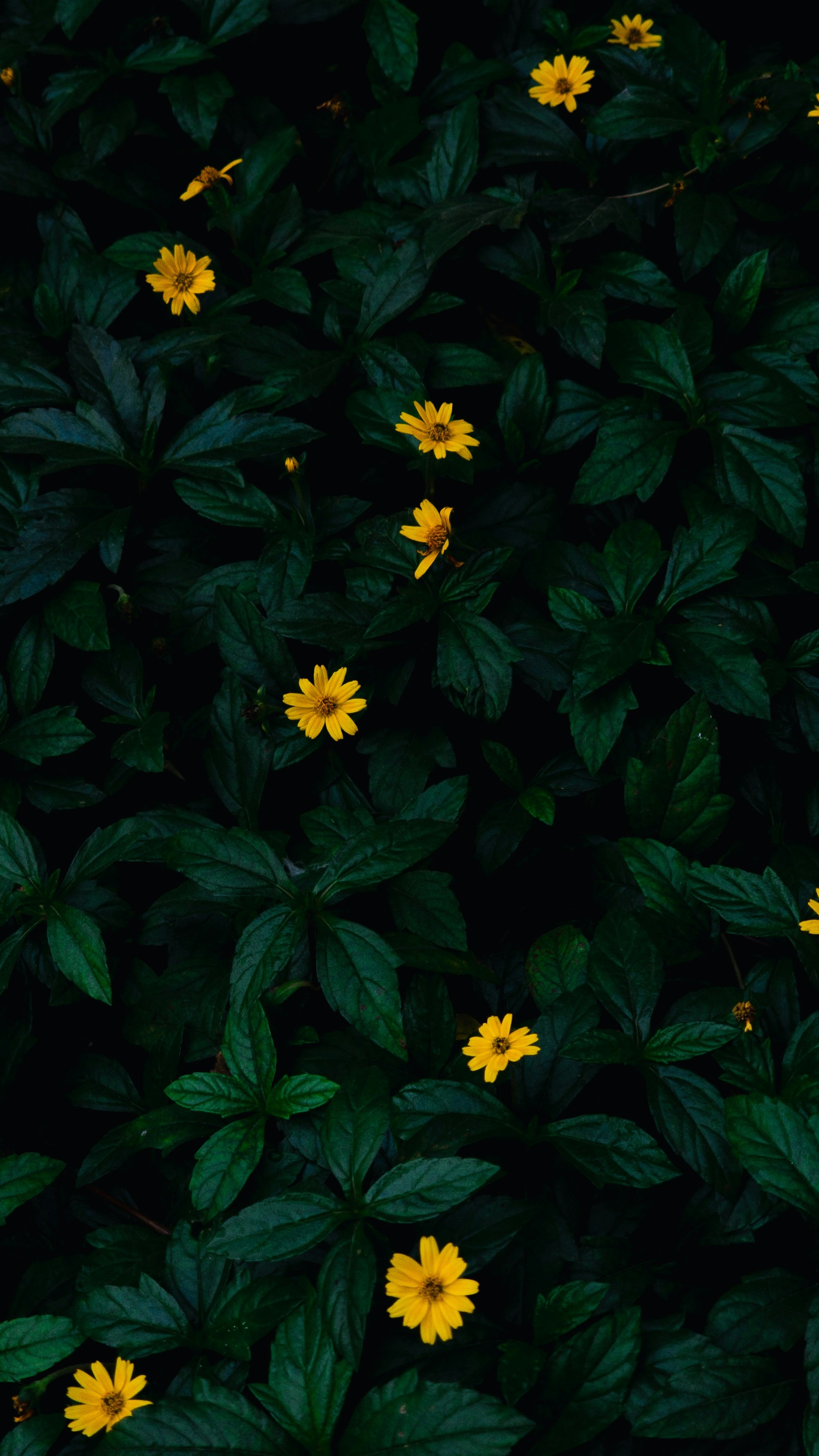 Wallpapers